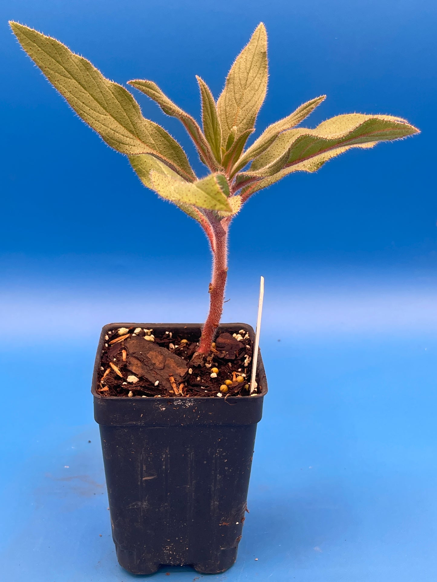 Tower Of Jewels Live 3" Plant Starter -  Echium Wildpretii - Super Pollinator Flowering Tower Of Crimson Blooms!