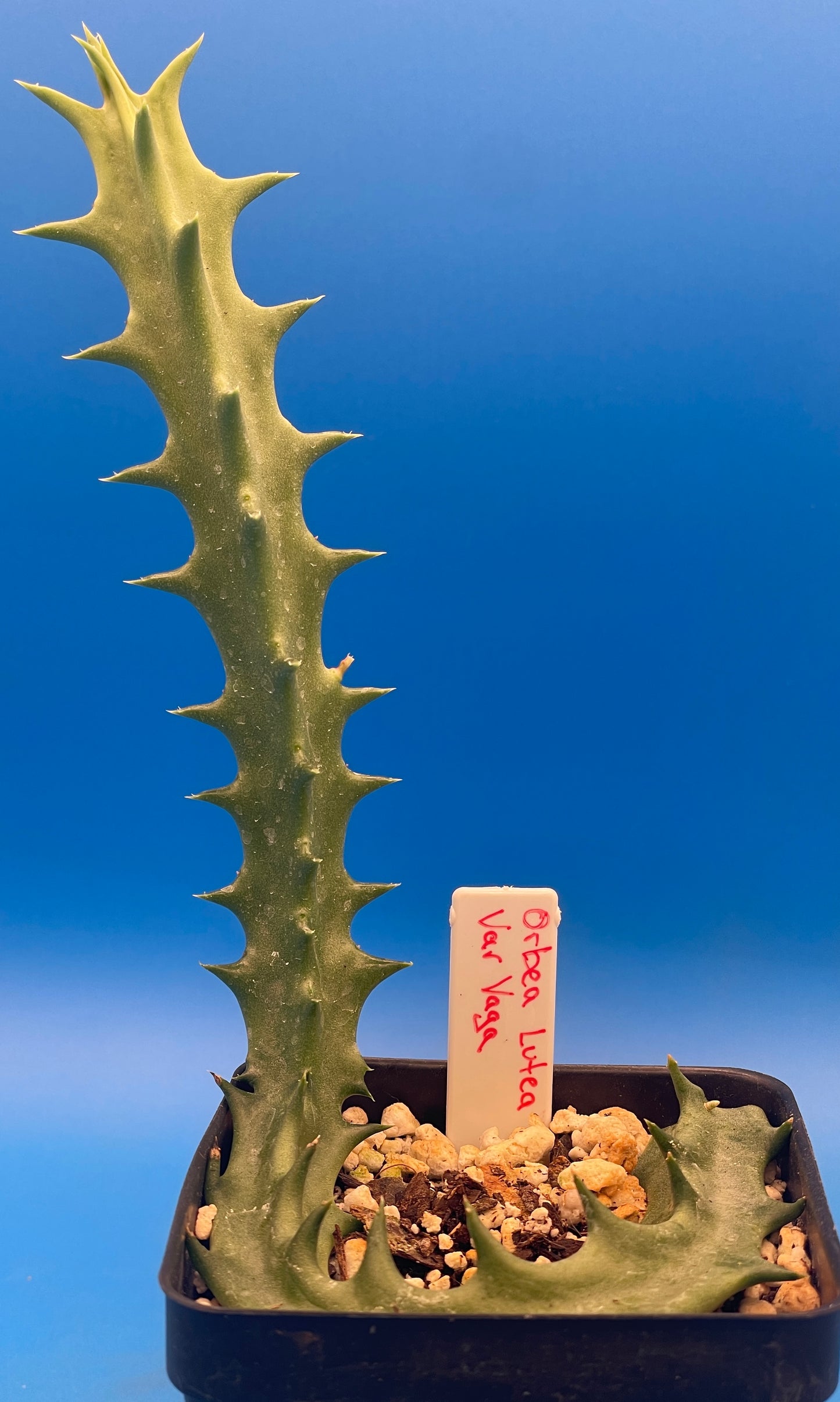 Orbea Lutea Var. Vaga  3.5" Pot WELL ROOTED!