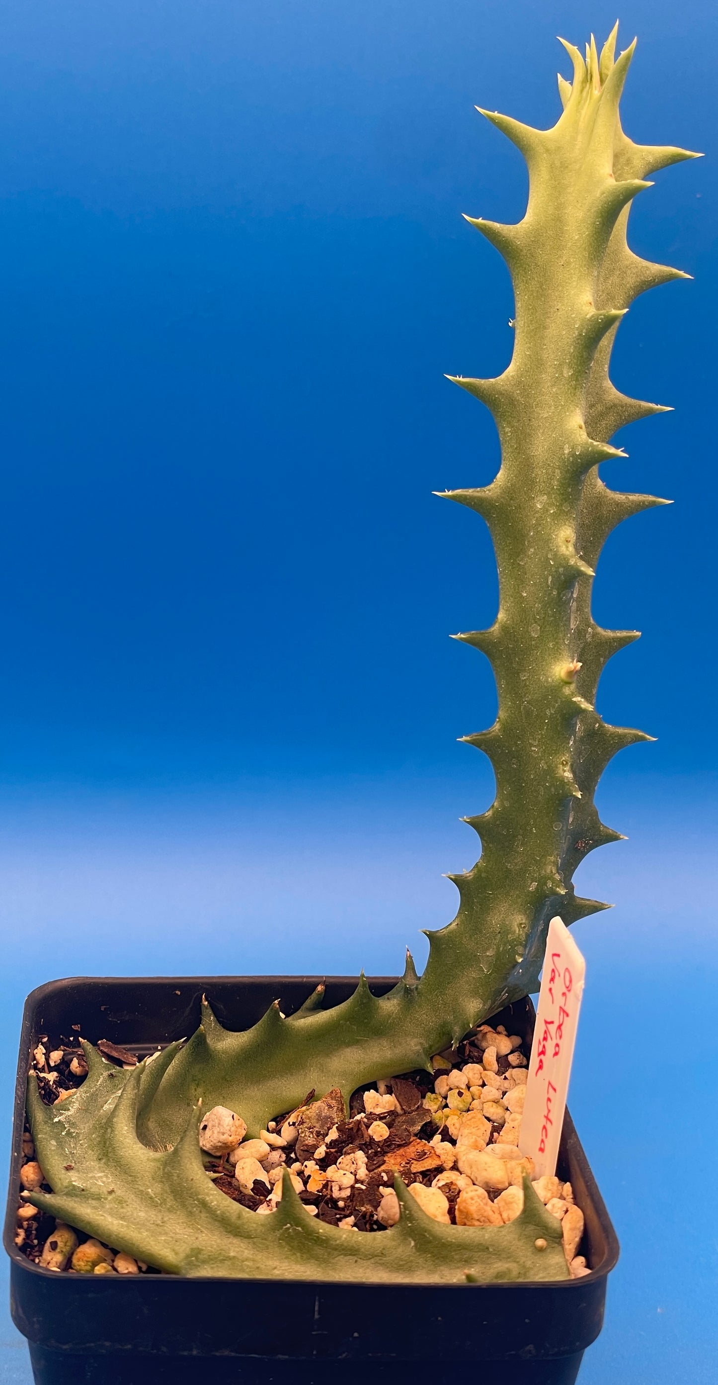 Orbea Lutea Var. Vaga  3.5" Pot WELL ROOTED!