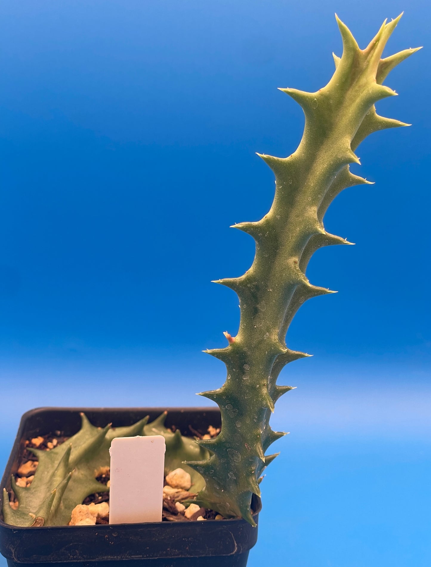 Orbea Lutea Var. Vaga  3.5" Pot WELL ROOTED!