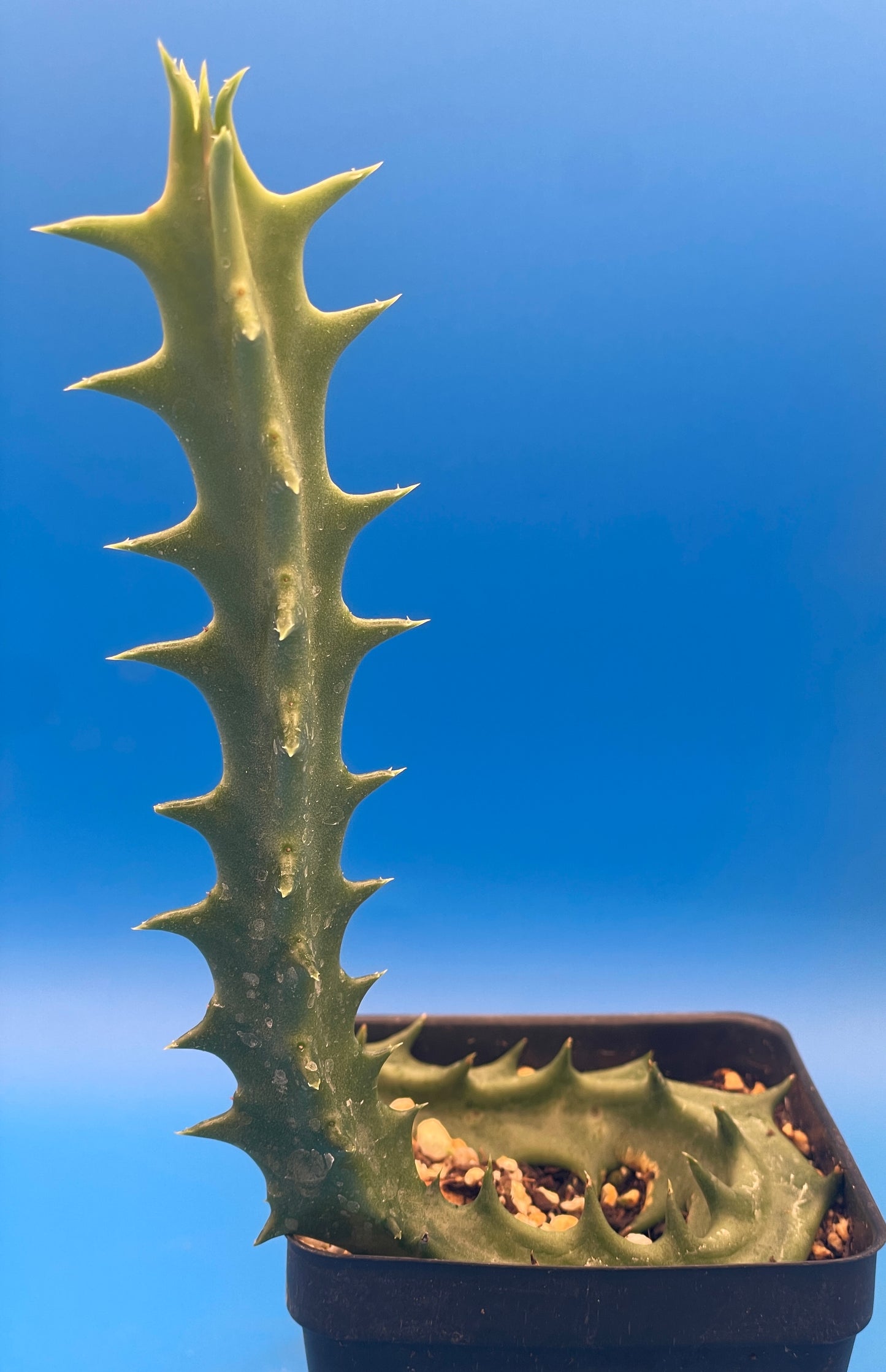 Orbea Lutea Var. Vaga  3.5" Pot WELL ROOTED!