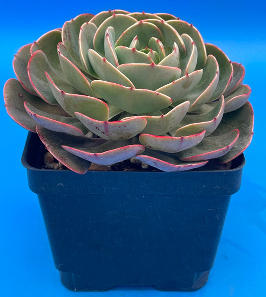 Echeveria 'Muesli' - Hens And Chicks - Makes Pups! 4.5” pot