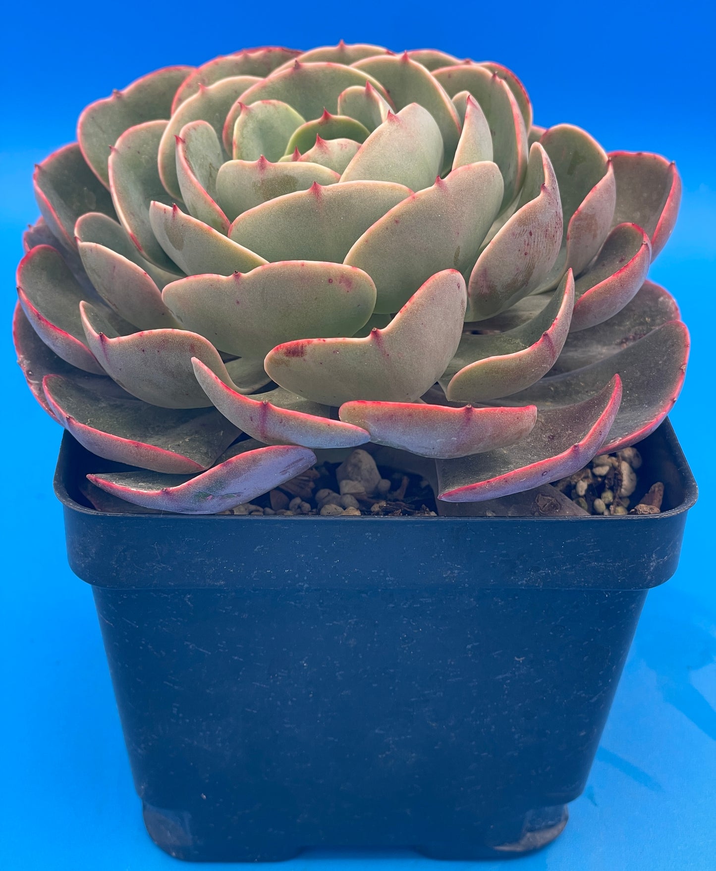 Echeveria 'Muesli' - Hens And Chicks - Makes Pups! 4.5” pot