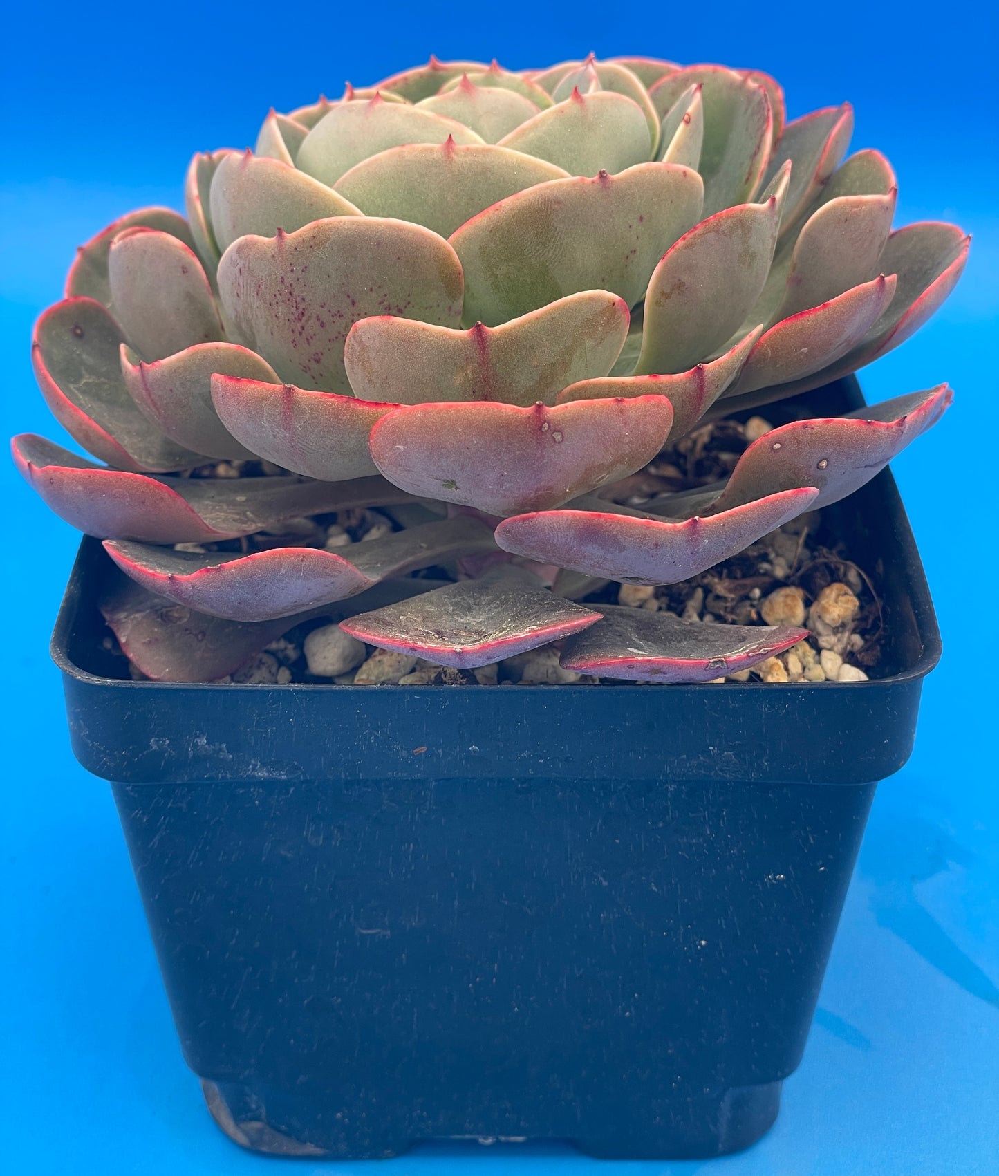 Echeveria 'Muesli' - Hens And Chicks - Makes Pups! 4.5” pot