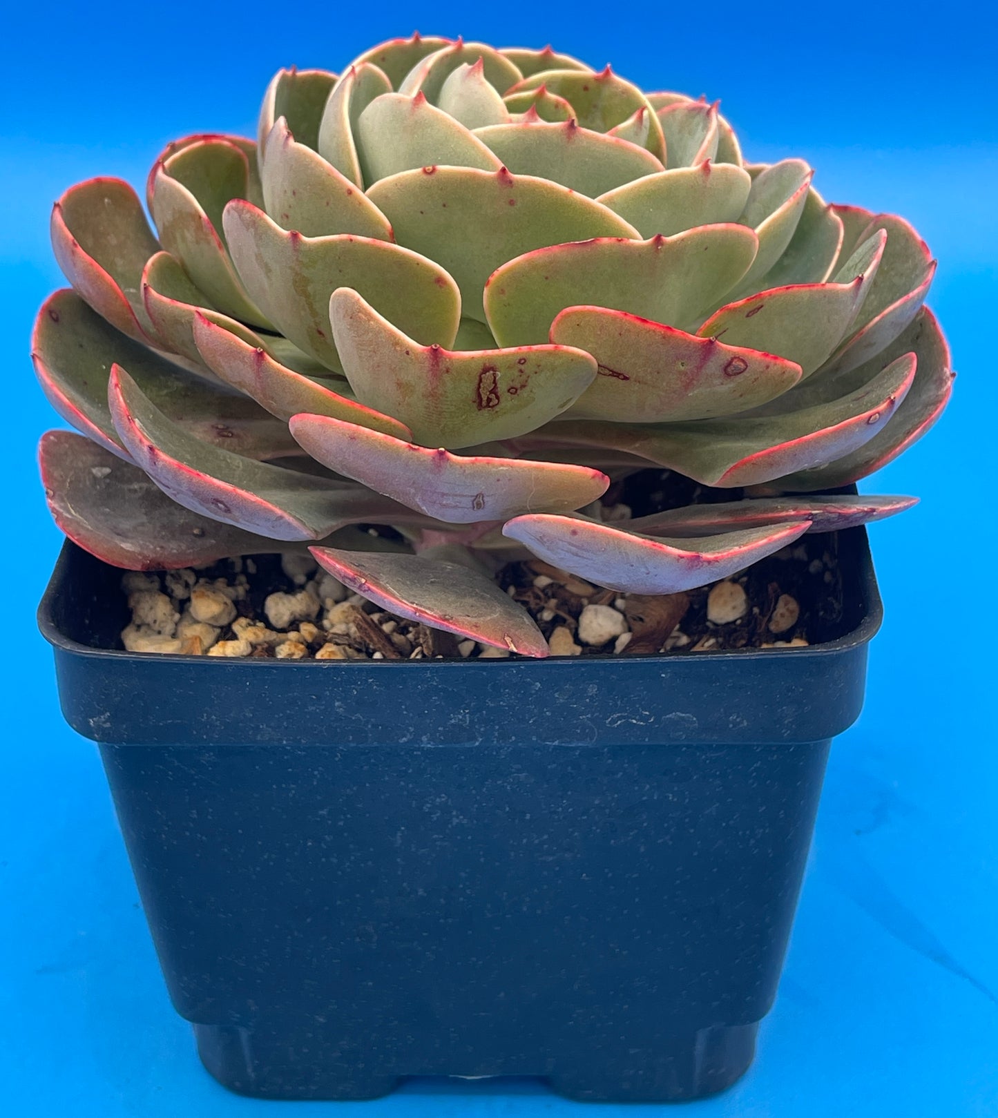 Echeveria 'Muesli' - Hens And Chicks - Makes Pups! 4.5” pot