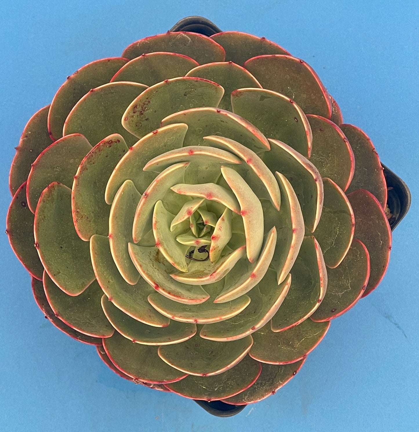 Echeveria 'Muesli' - Hens And Chicks - Makes Pups! 4.5” pot
