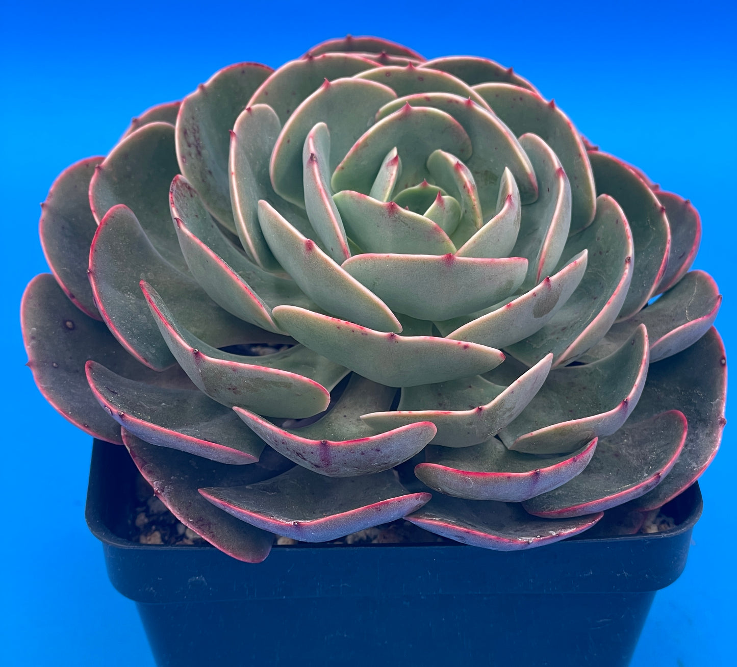 Echeveria 'Muesli' - Hens And Chicks - Makes Pups! 4.5” pot