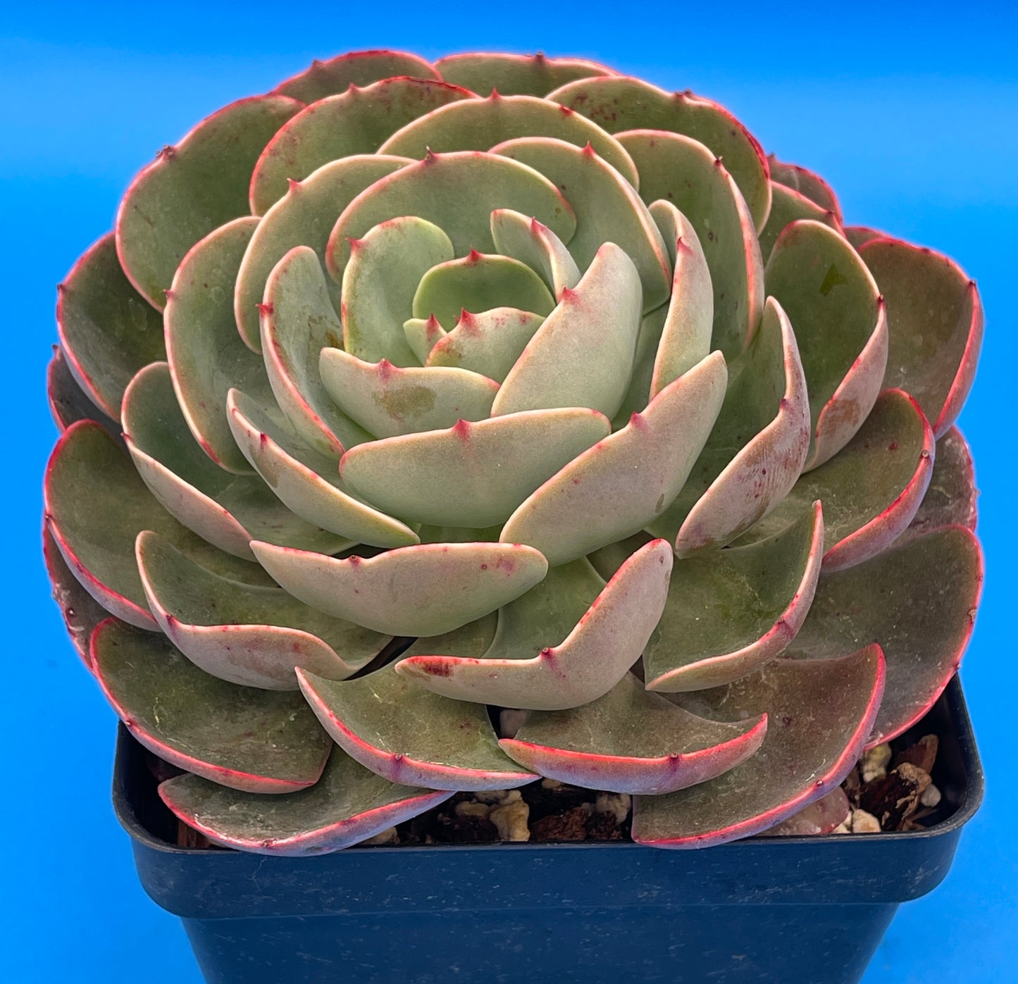 Echeveria 'Muesli' - Hens And Chicks - Makes Pups! 4.5” pot