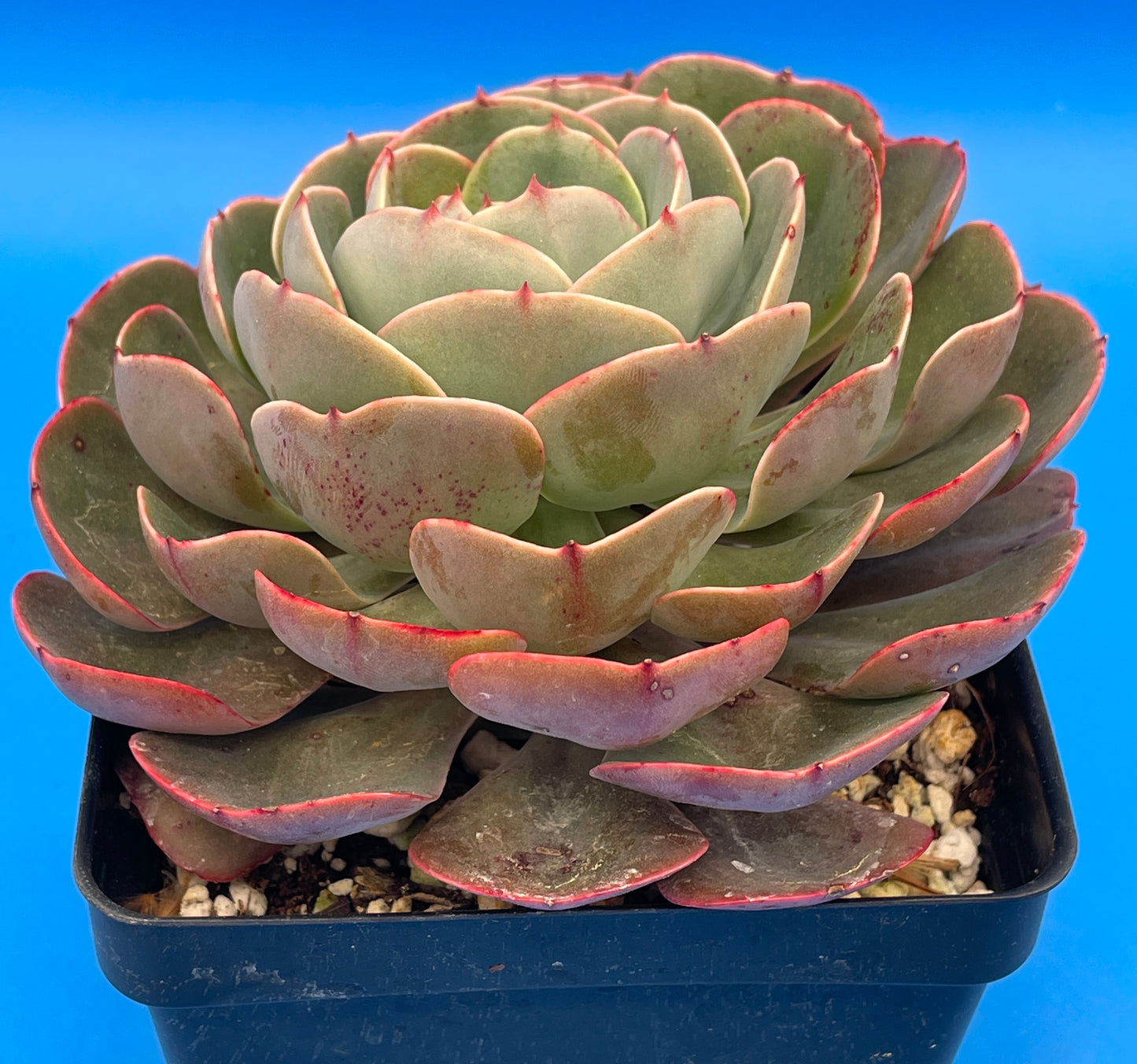 Echeveria 'Muesli' - Hens And Chicks - Makes Pups! 4.5” pot