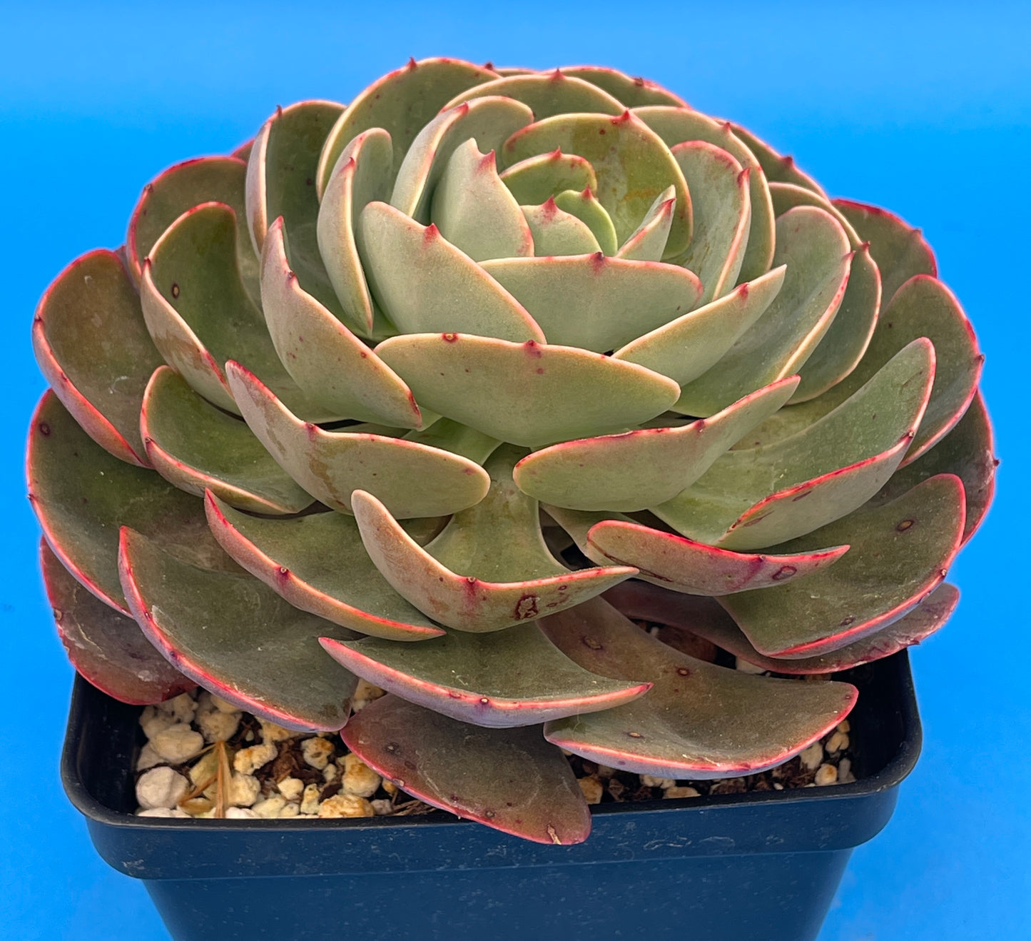 Echeveria 'Muesli' - Hens And Chicks - Makes Pups! 4.5” pot