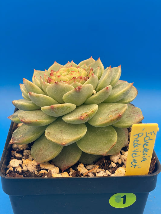 Echeveria 'Red Velvet' - Hens And Chicks - 4.5” pot (1)