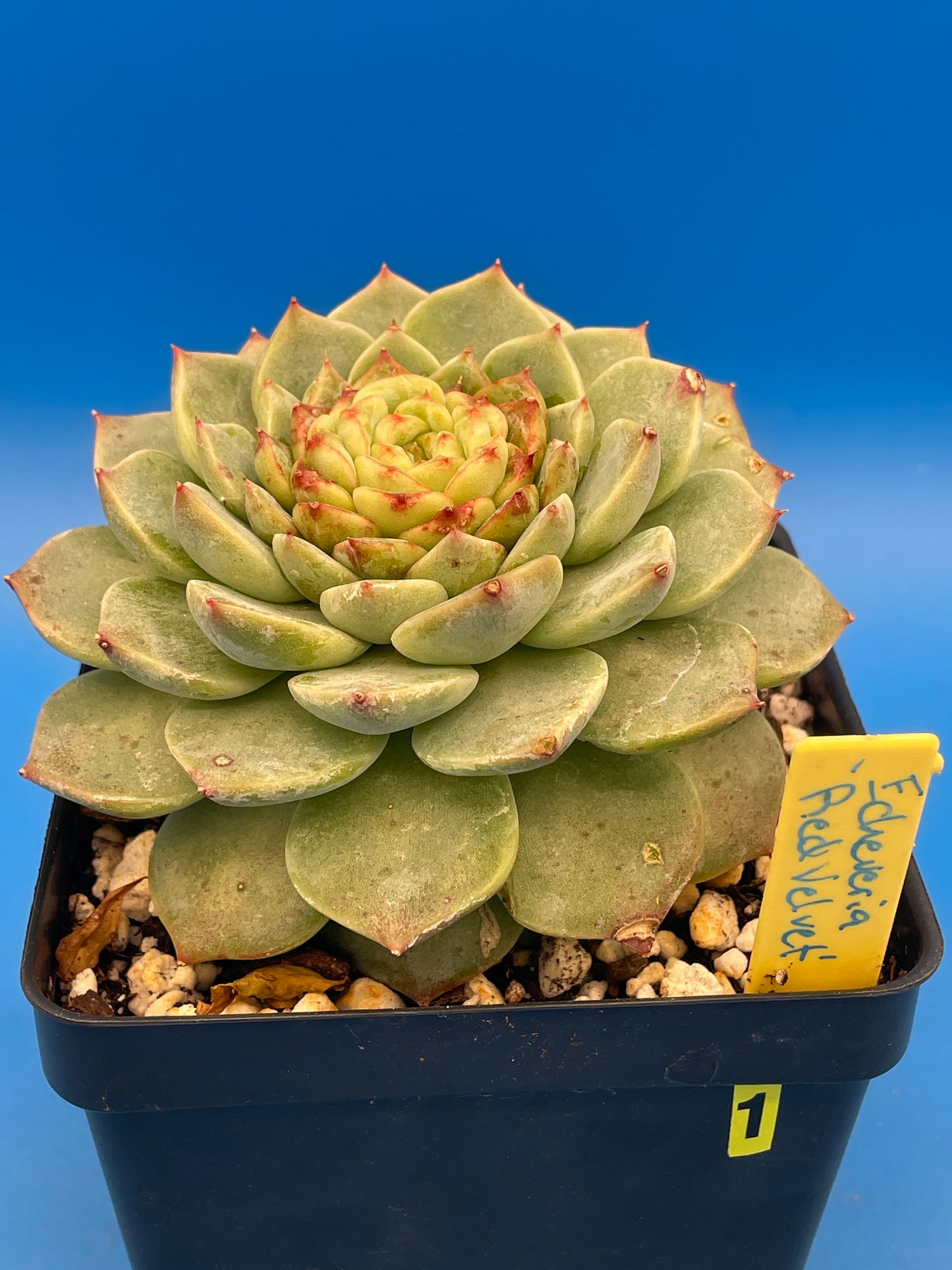 Echeveria 'Red Velvet' - Hens And Chicks - 4.5” pot (1)