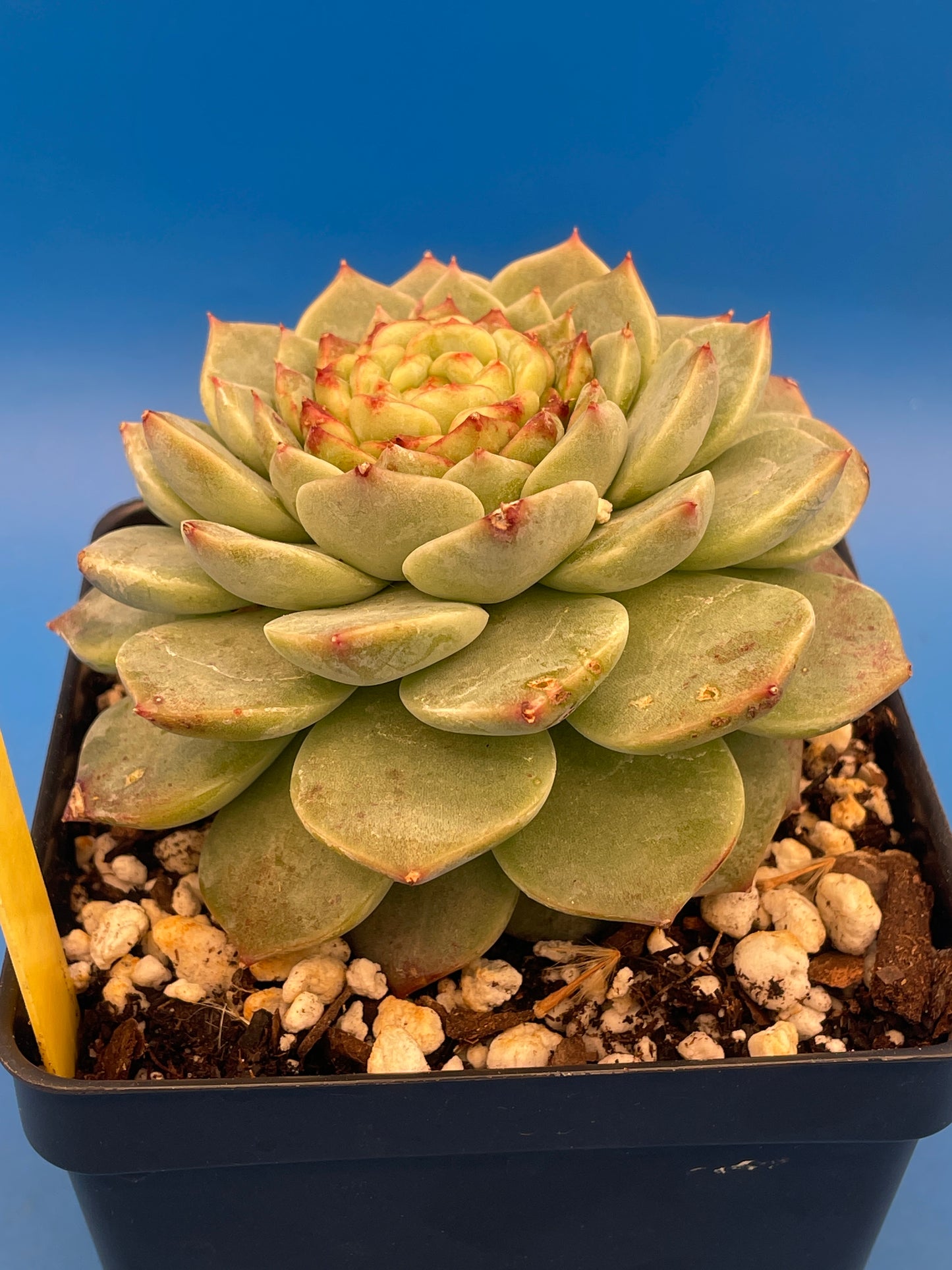 Echeveria 'Red Velvet' - Hens And Chicks - 4.5” pot (1)