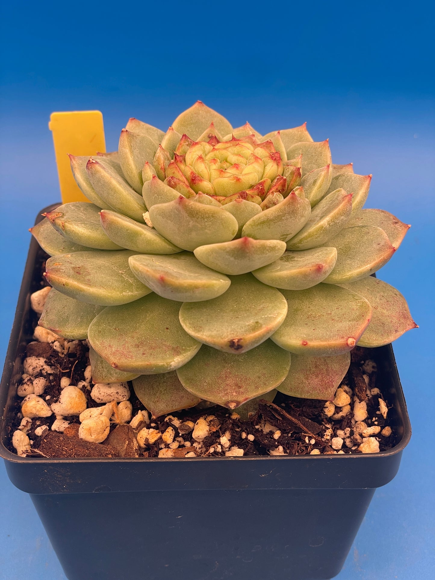 Echeveria 'Red Velvet' - Hens And Chicks - 4.5” pot (1)