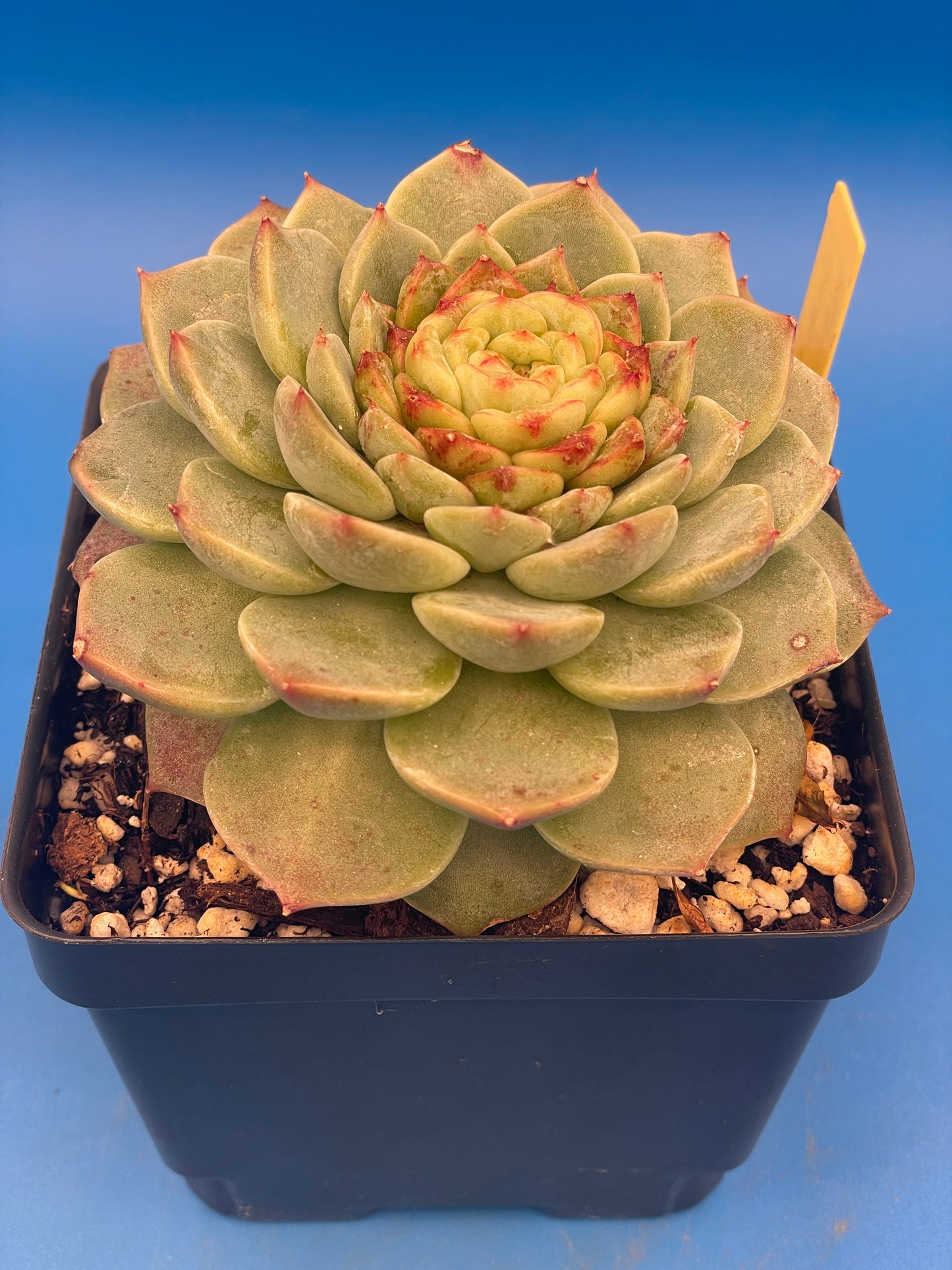 Echeveria 'Red Velvet' - Hens And Chicks - 4.5” pot (1)