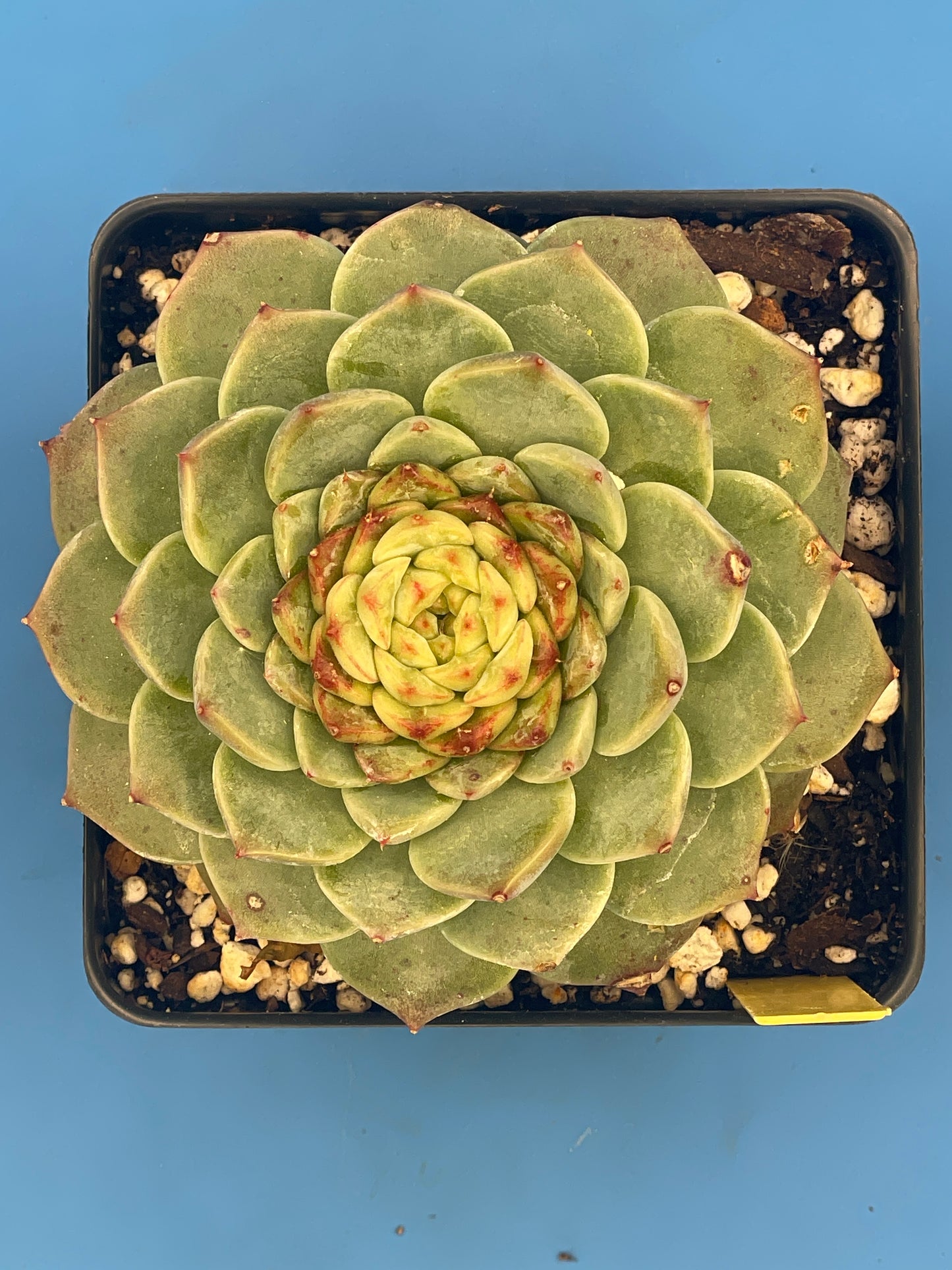 Echeveria 'Red Velvet' - Hens And Chicks - 4.5” pot (1)