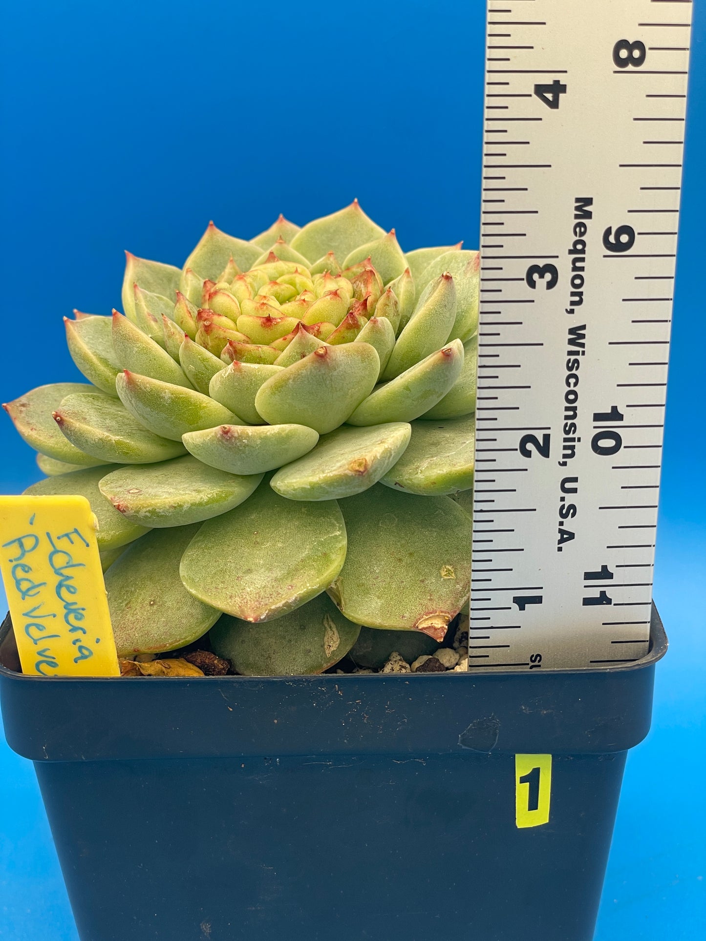 Echeveria 'Red Velvet' - Hens And Chicks - 4.5” pot (1)