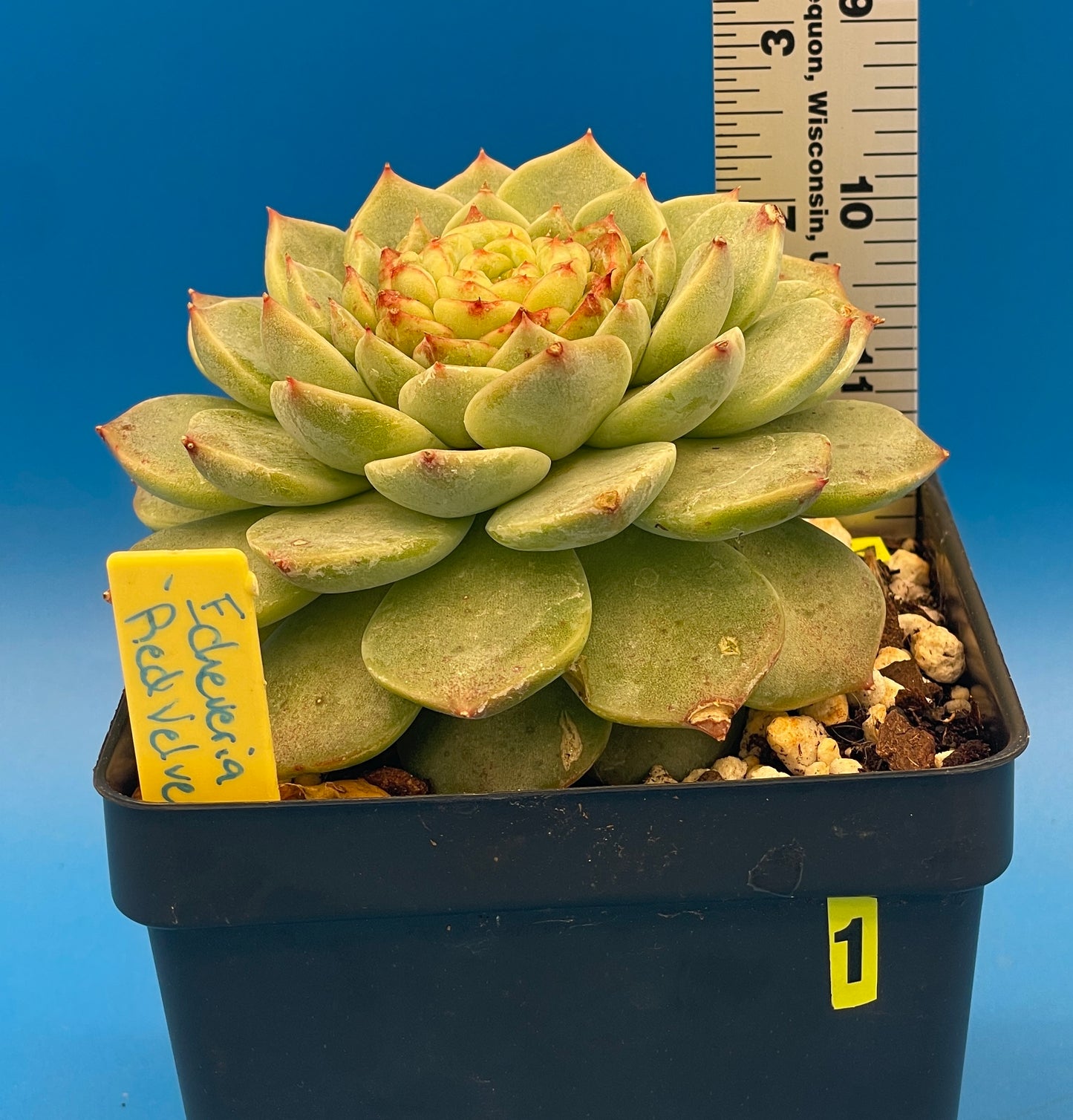 Echeveria 'Red Velvet' - Hens And Chicks - 4.5” pot (1)
