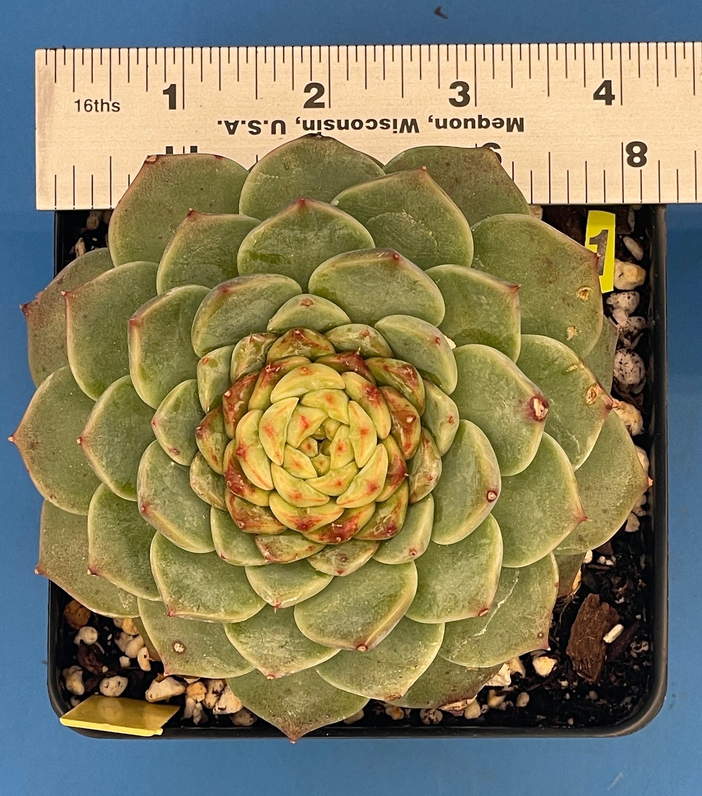 Echeveria 'Red Velvet' - Hens And Chicks - 4.5” pot (1)