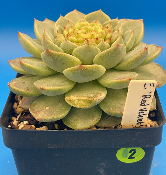 Echeveria 'Red Velvet' - Hens And Chicks - Ships in 4.5” pot (2)