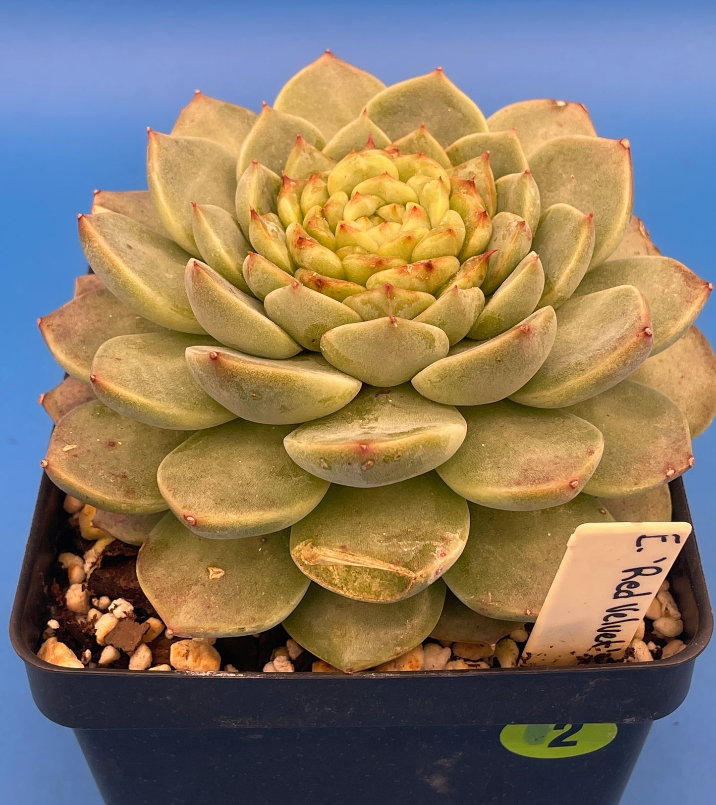 Echeveria 'Red Velvet' - Hens And Chicks - Ships in 4.5” pot (2)