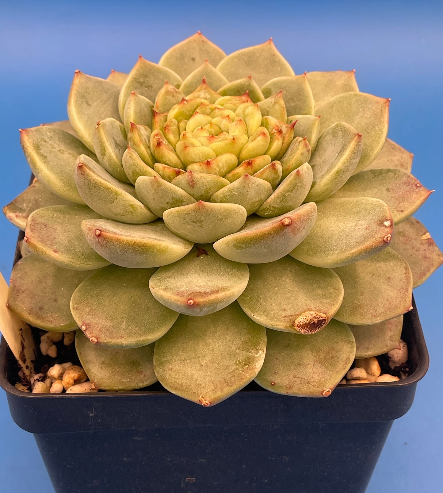 Echeveria 'Red Velvet' - Hens And Chicks - Ships in 4.5” pot (2)