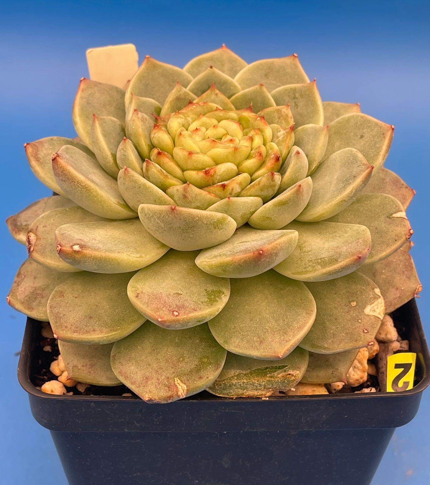 Echeveria 'Red Velvet' - Hens And Chicks - Ships in 4.5” pot (2)