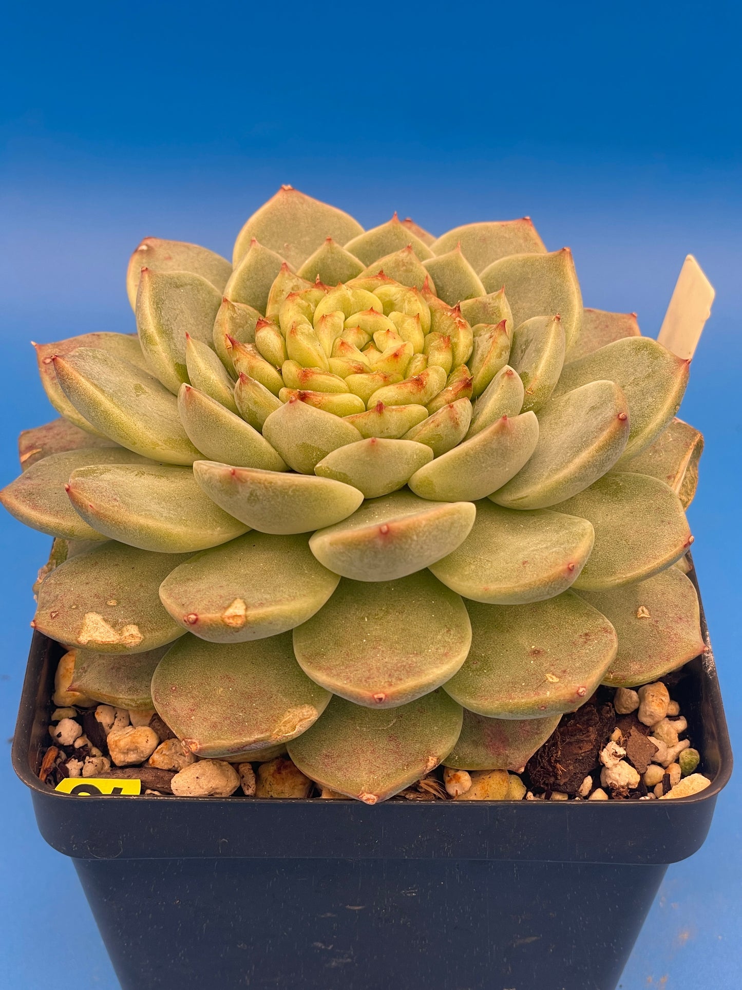 Echeveria 'Red Velvet' - Hens And Chicks - Ships in 4.5” pot (2)