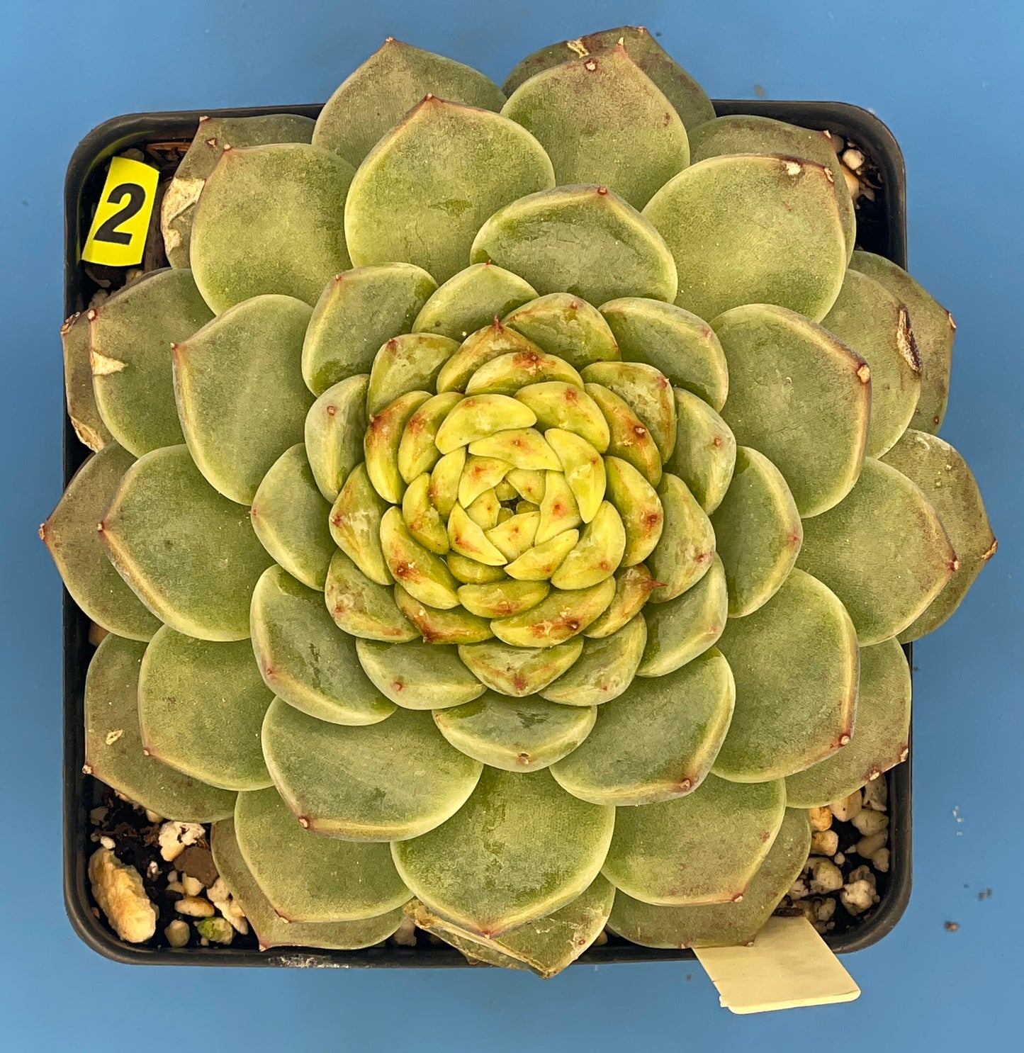 Echeveria 'Red Velvet' - Hens And Chicks - Ships in 4.5” pot (2)