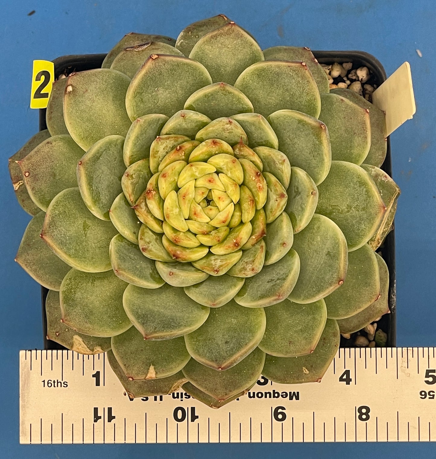 Echeveria 'Red Velvet' - Hens And Chicks - Ships in 4.5” pot (2)
