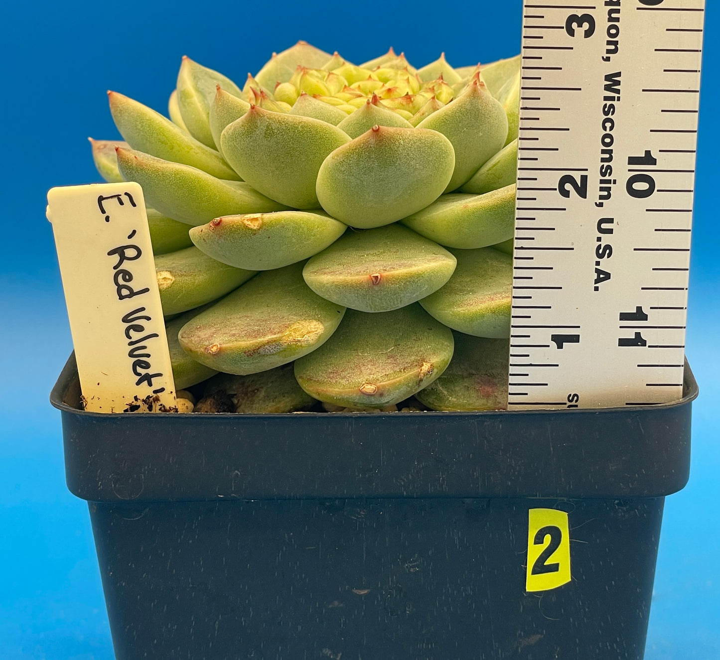 Echeveria 'Red Velvet' - Hens And Chicks - Ships in 4.5” pot (2)