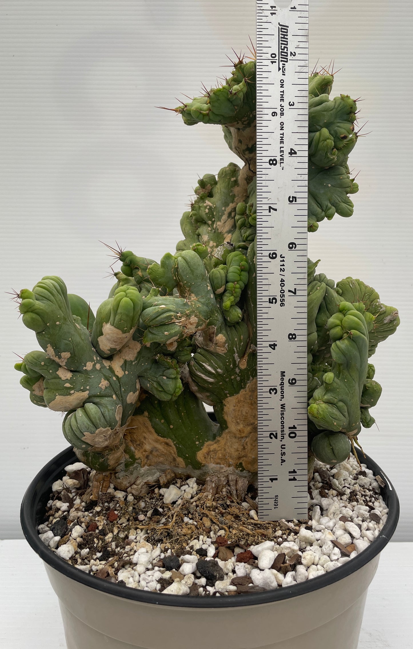 Crested Monstrose Pen15 Cactus HUGE in 8 Inch Pot - So Weird! Rare!