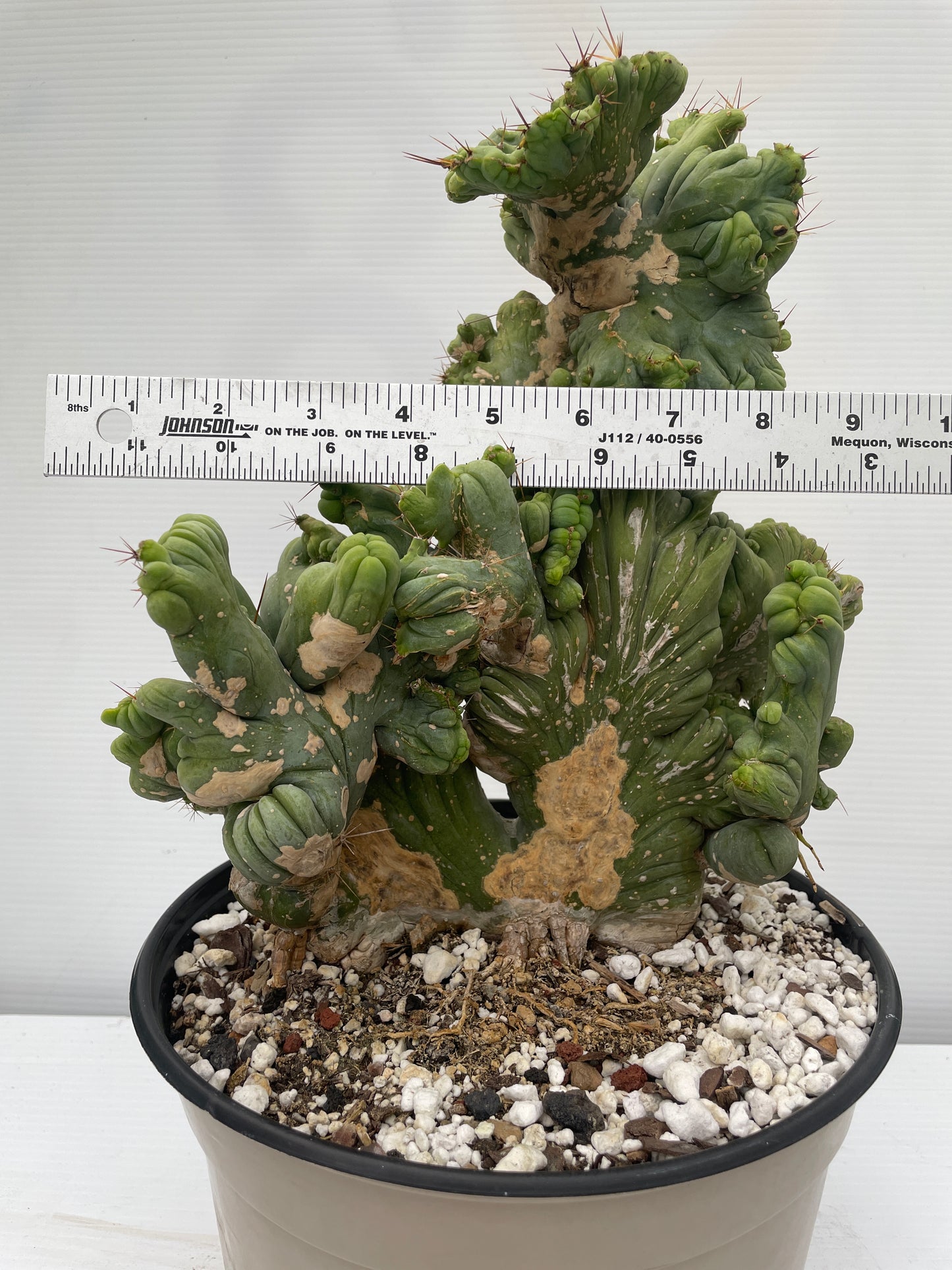 Crested Monstrose Pen15 Cactus HUGE in 8 Inch Pot - So Weird! Rare!