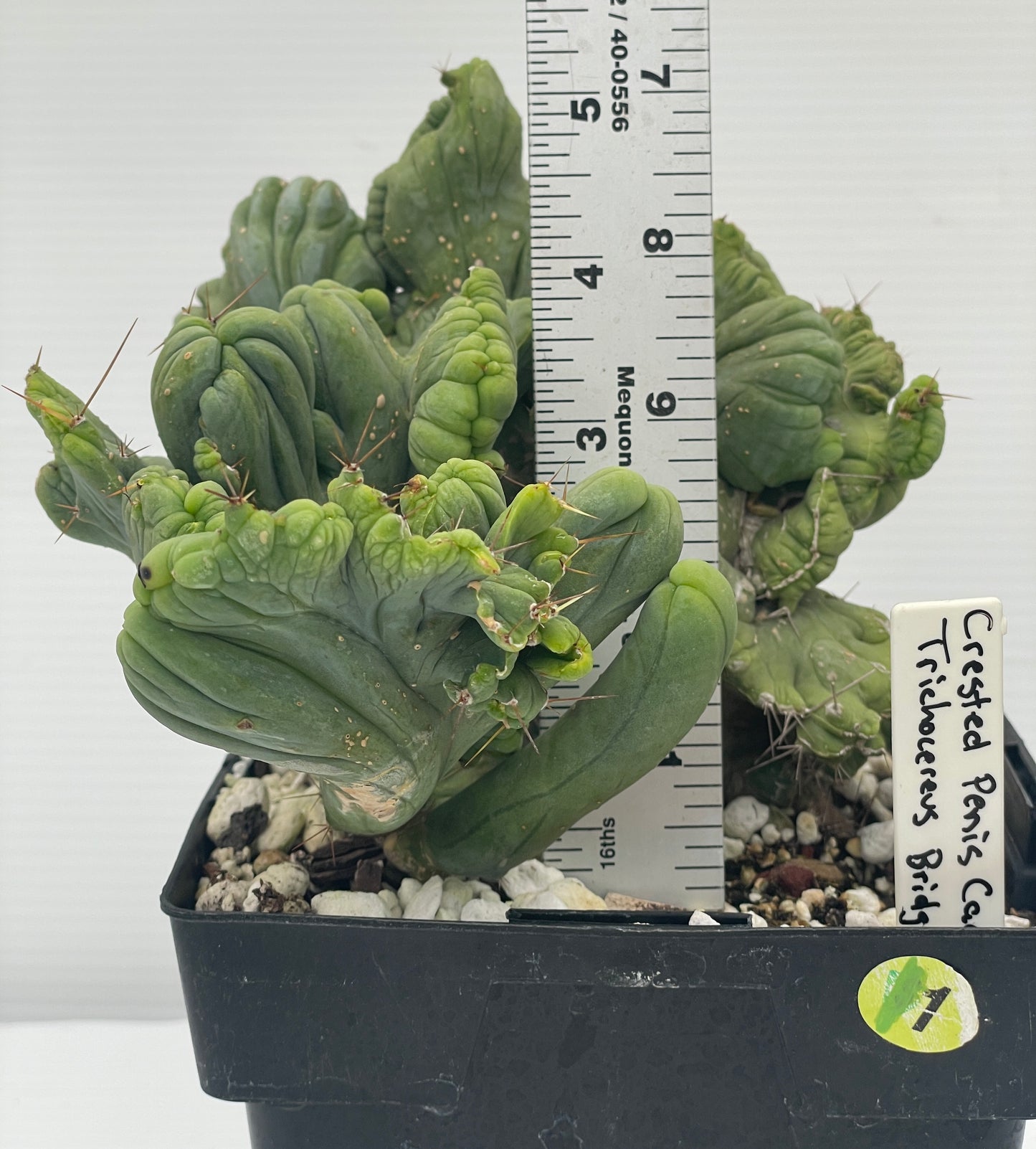 Crested Monstrose Pen15 Cactus In 5.5 Inch Pot - So Weird! Rare!