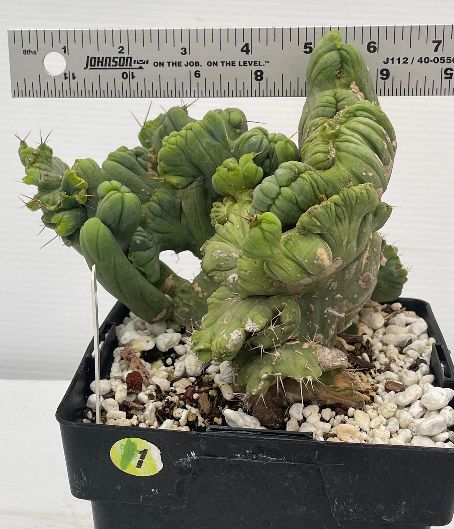 Crested Monstrose Pen15 Cactus In 5.5 Inch Pot - So Weird! Rare!
