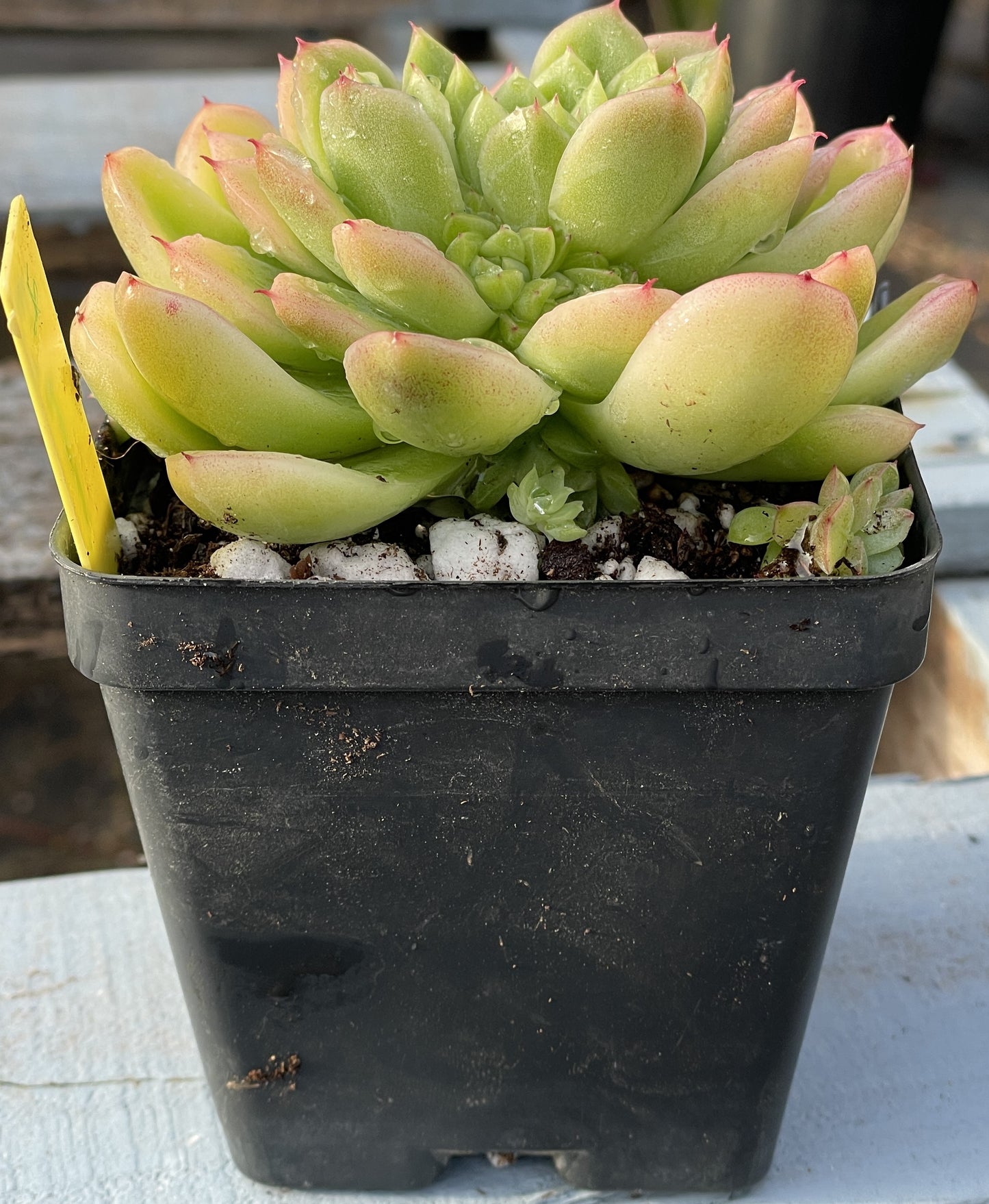 Echeveria Lucidum 'Roman' - Hens And Chicks - Makes Pups! Grown in 3.5” pot