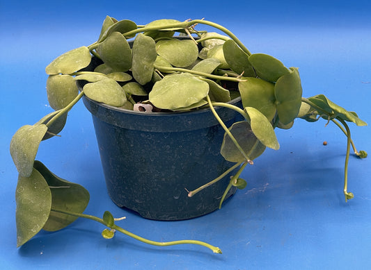 Dischidia Platyphylla in 5.5” Pot Ships With Pot Well Rooted and Super Healthy!! (2)