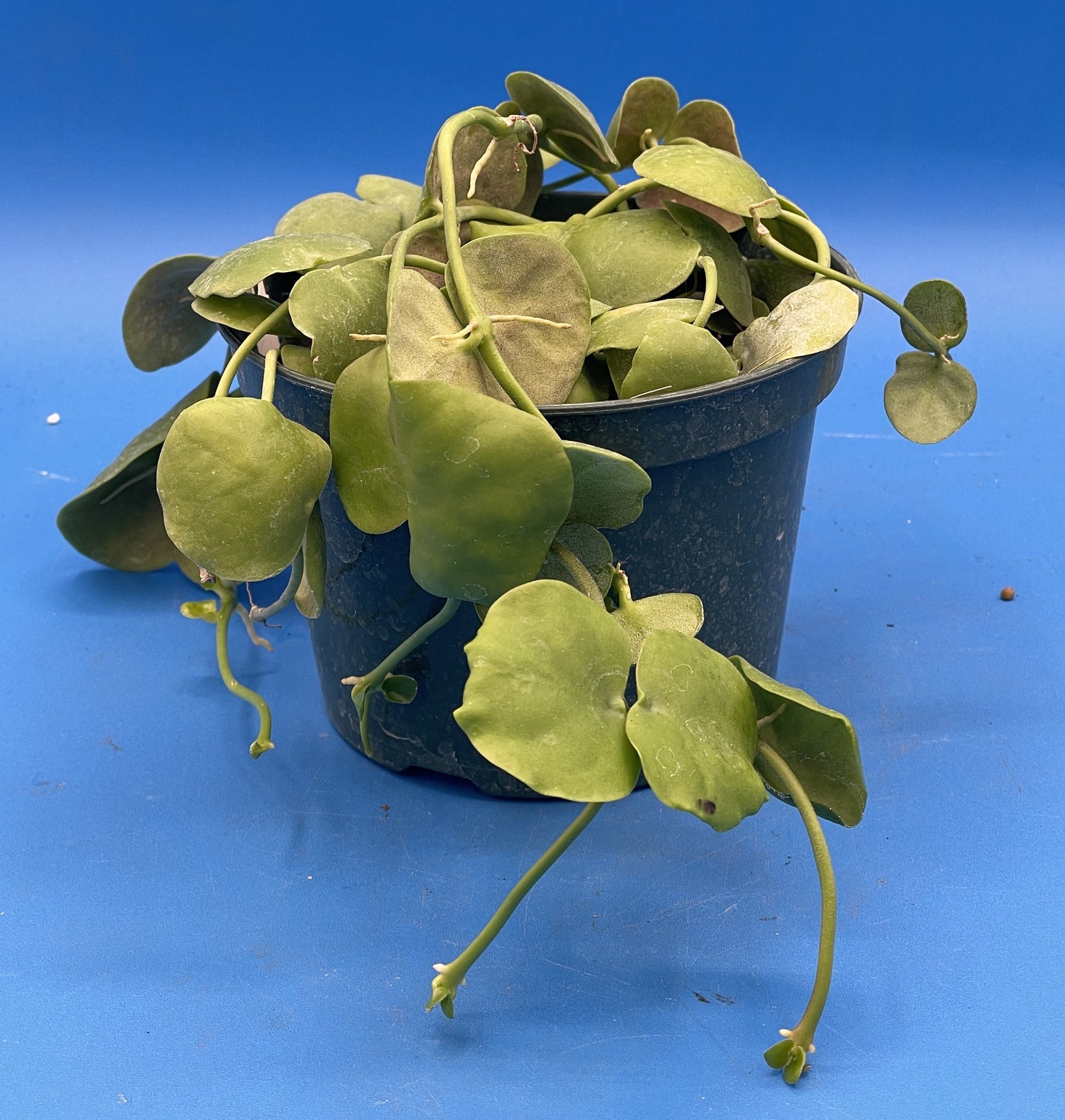 Dischidia Platyphylla in 5.5” Pot Ships With Pot Well Rooted and Super Healthy!! (2)
