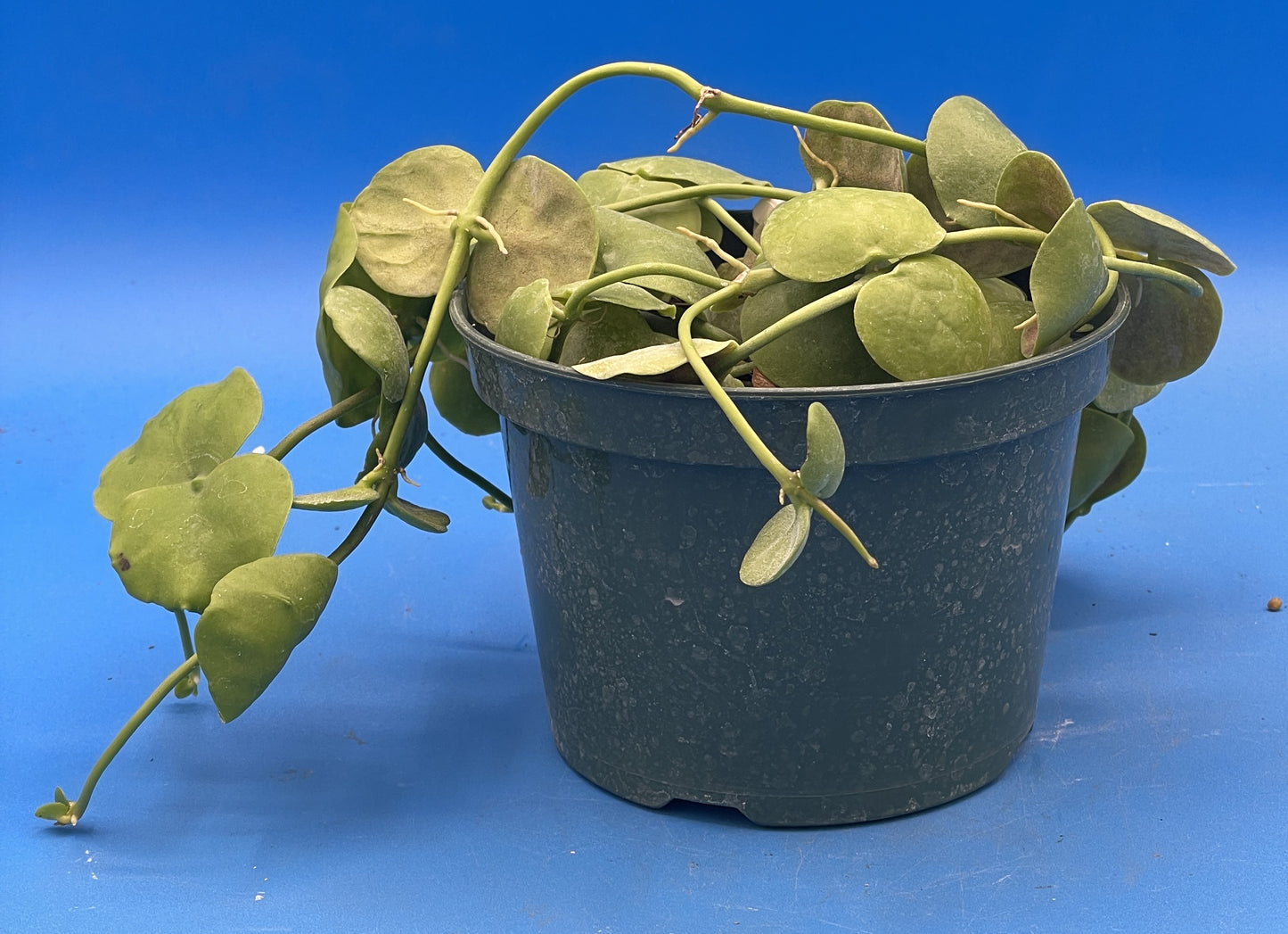 Dischidia Platyphylla in 5.5” Pot Ships With Pot Well Rooted and Super Healthy!! (2)