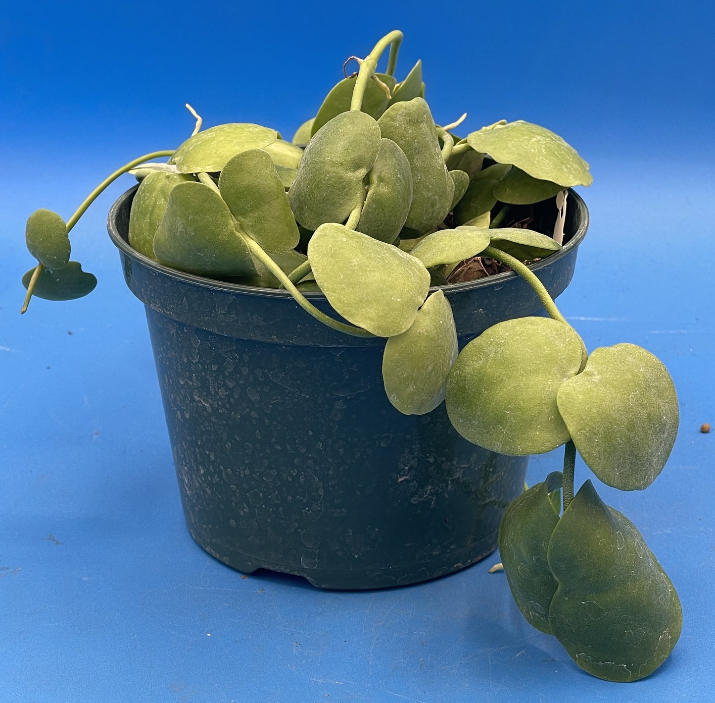 Dischidia Platyphylla in 5.5” Pot Ships With Pot Well Rooted and Super Healthy!! (2)