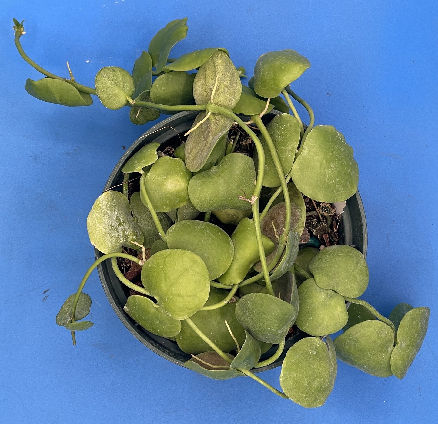 Dischidia Platyphylla in 5.5” Pot Ships With Pot Well Rooted and Super Healthy!! (2)