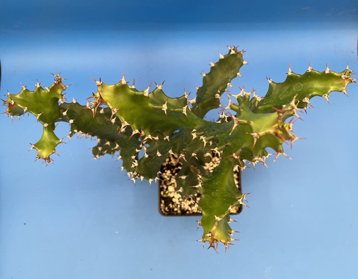 Spiral Euphorbia - Euphorbia Tortilis 4.5" Pot! Twisted Spurge - Super Healthy!