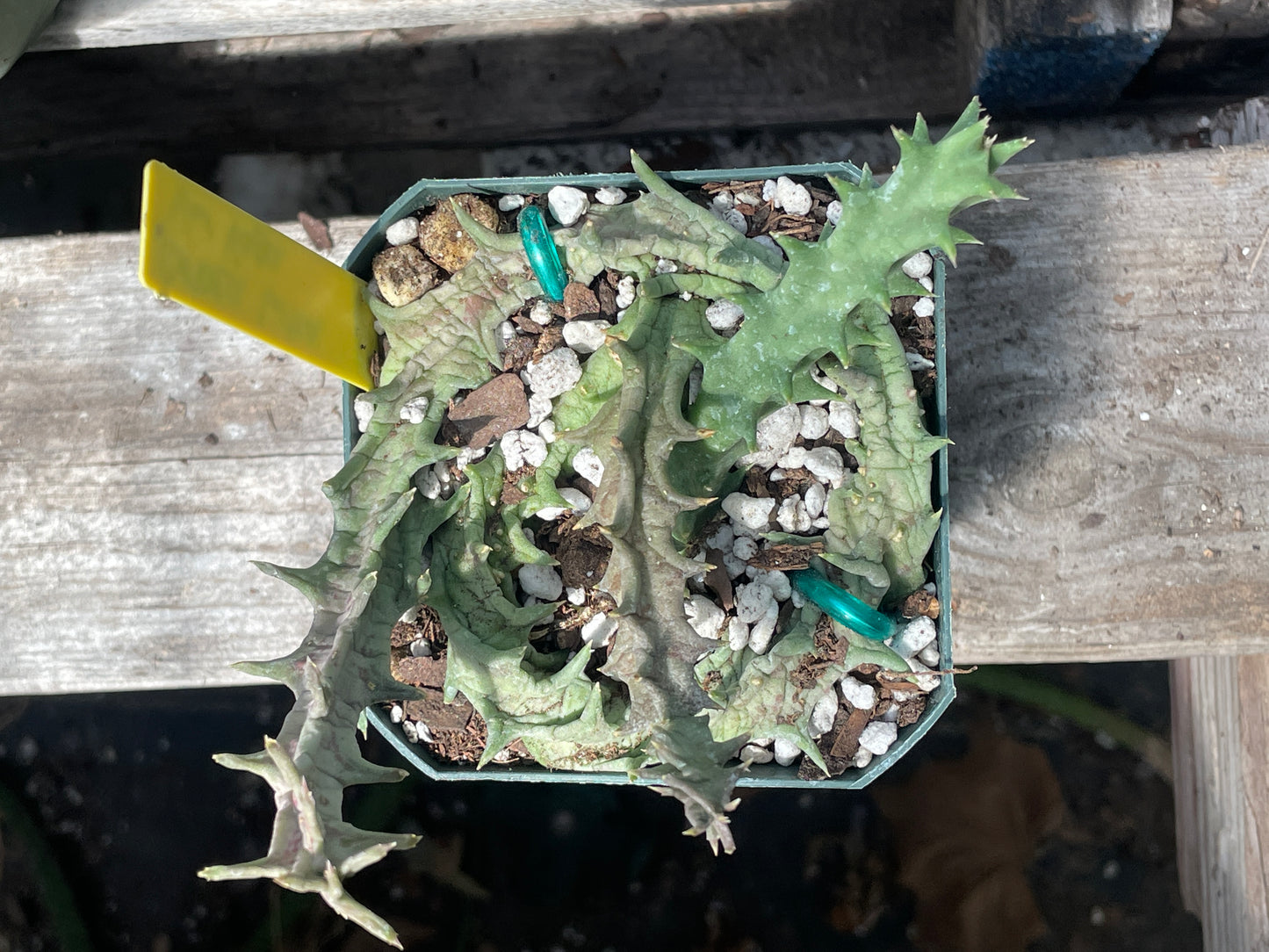 Orbea Lutea Var. Vaga Exact Plant - EXTRA LARGE!  In 3.5" Pot WELL ROOTED! (2)