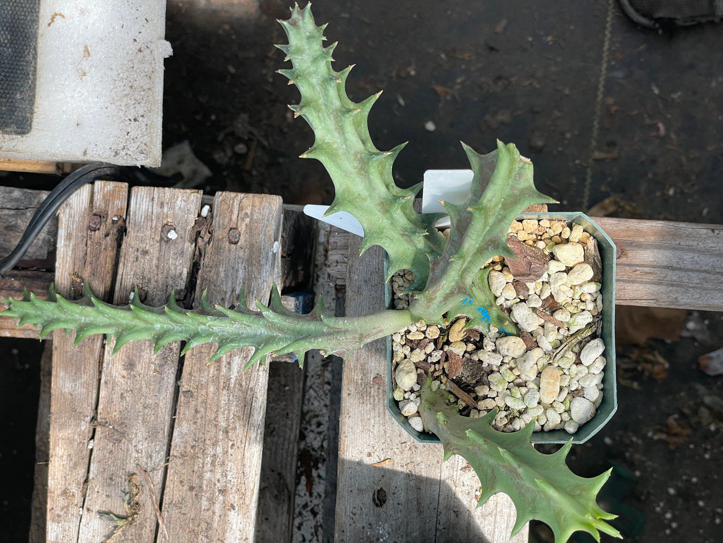 Orbea Lutea Var. Vaga Exact Plant - EXTRA LARGE!  In 3.5" Pot WELL ROOTED! (2)