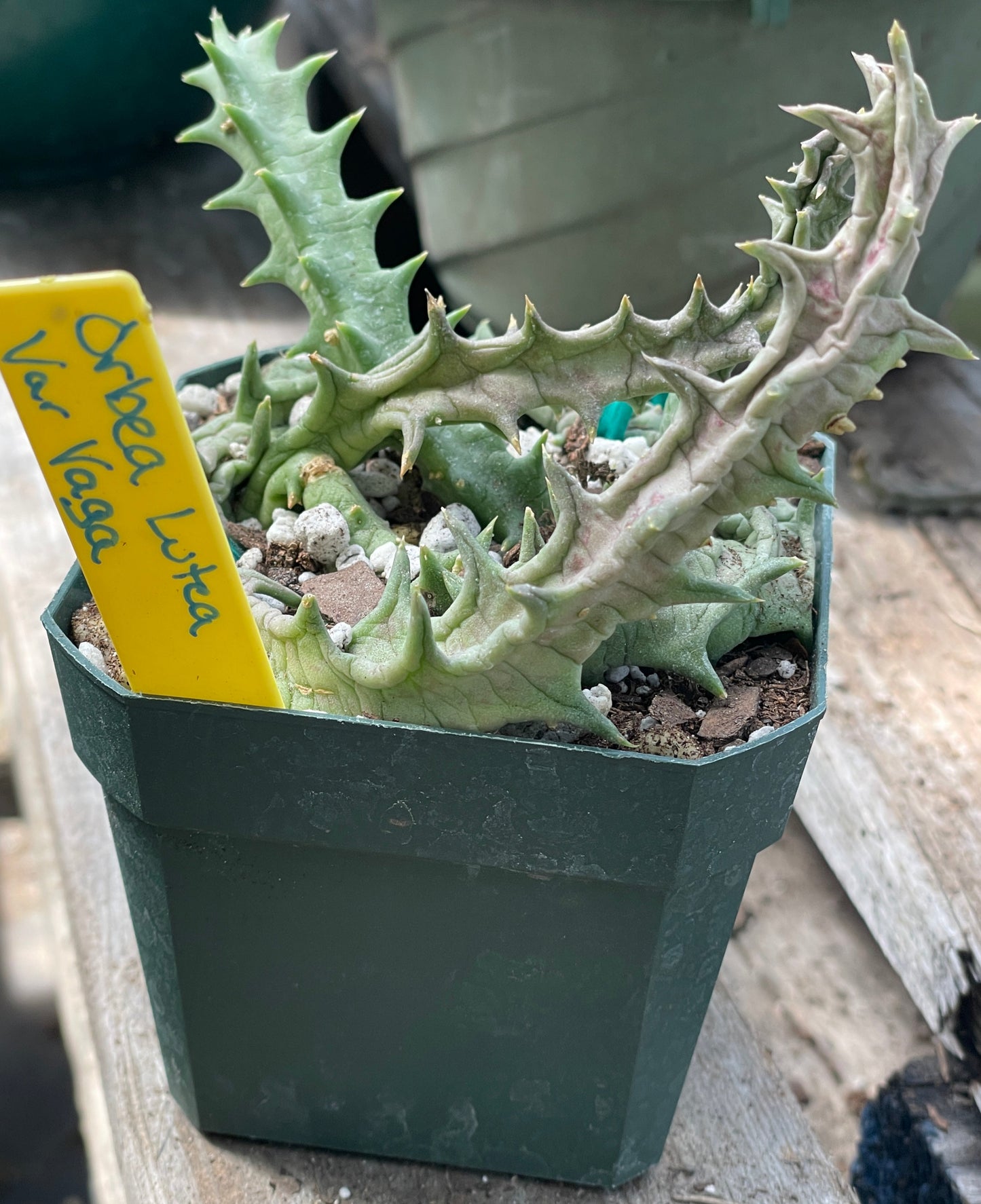 Orbea Lutea Var. Vaga Exact Plant - EXTRA LARGE!  In 3.5" Pot WELL ROOTED! (2)