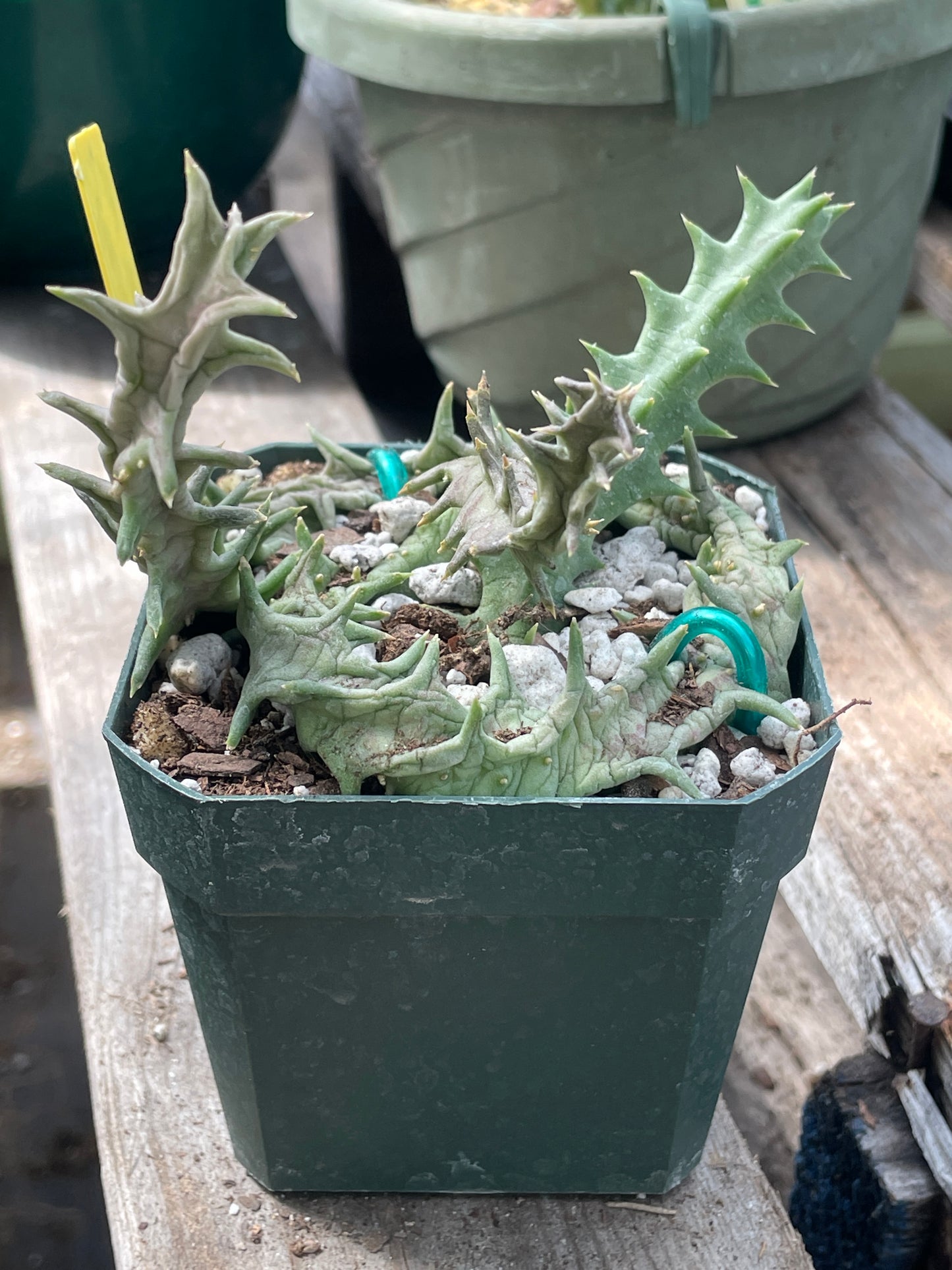 Orbea Lutea Var. Vaga Exact Plant - EXTRA LARGE!  In 3.5" Pot WELL ROOTED! (2)