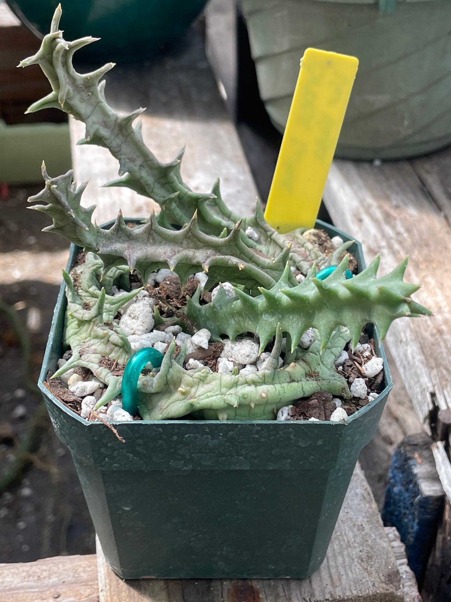 Orbea Lutea Var. Vaga Exact Plant - EXTRA LARGE!  In 3.5" Pot WELL ROOTED! (2)