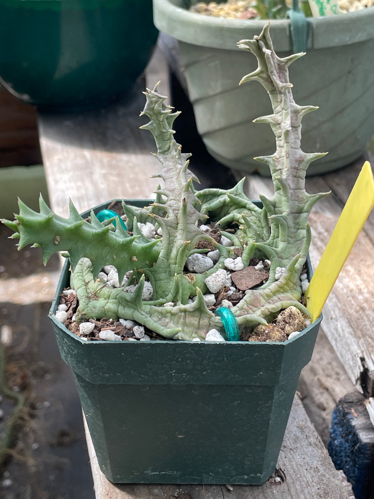 Orbea Lutea Var. Vaga Exact Plant - EXTRA LARGE!  In 3.5" Pot WELL ROOTED! (2)