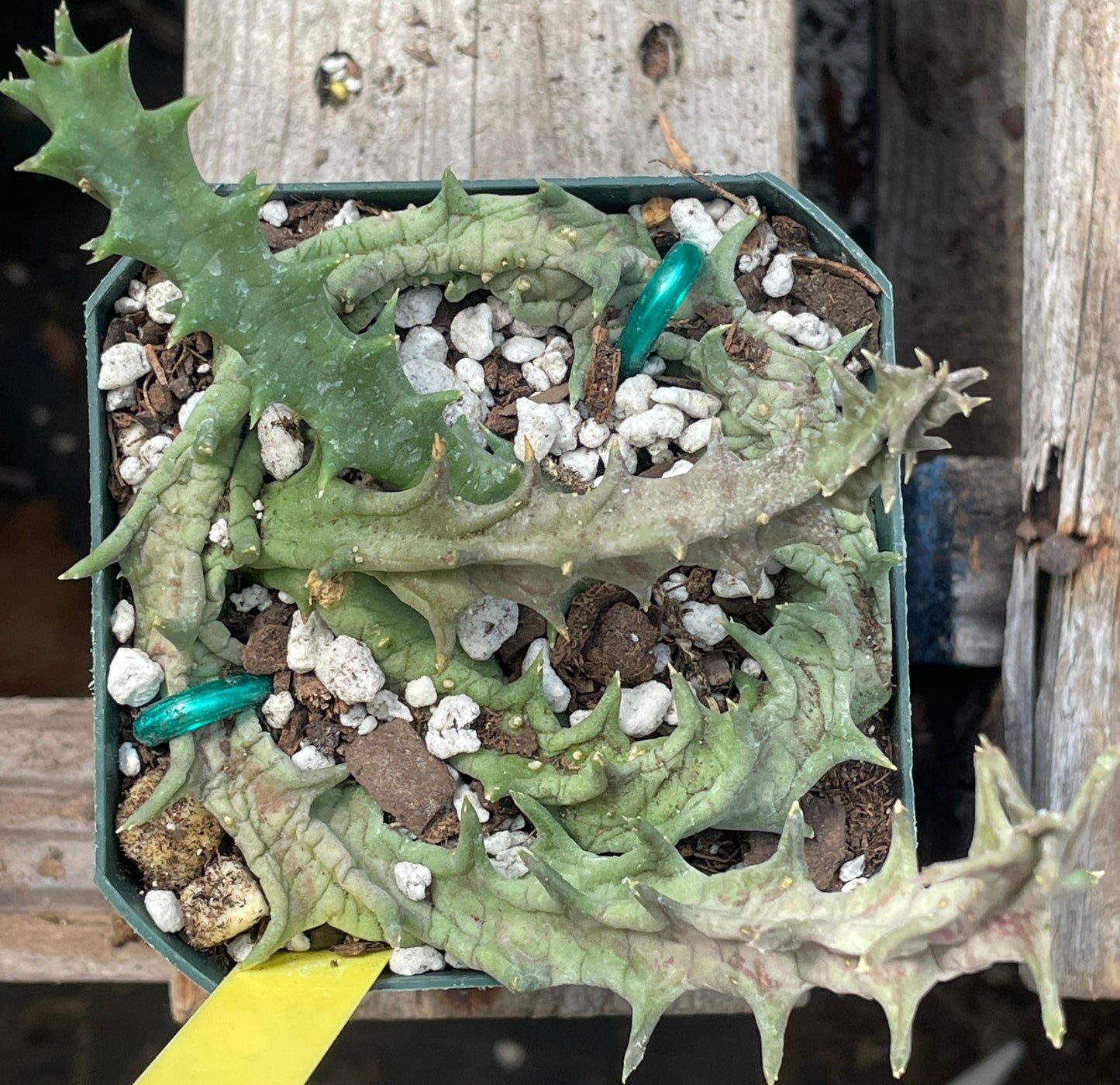 Orbea Lutea Var. Vaga Exact Plant - EXTRA LARGE!  In 3.5" Pot WELL ROOTED! (2)