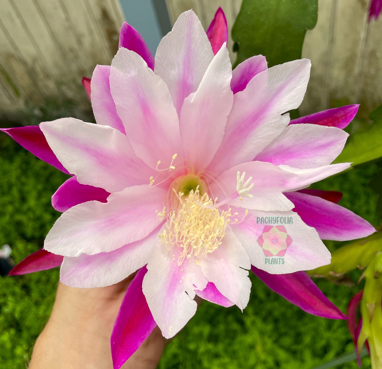 Epiphyllum 'Trapeze' Fully-Rooted Starter Pot